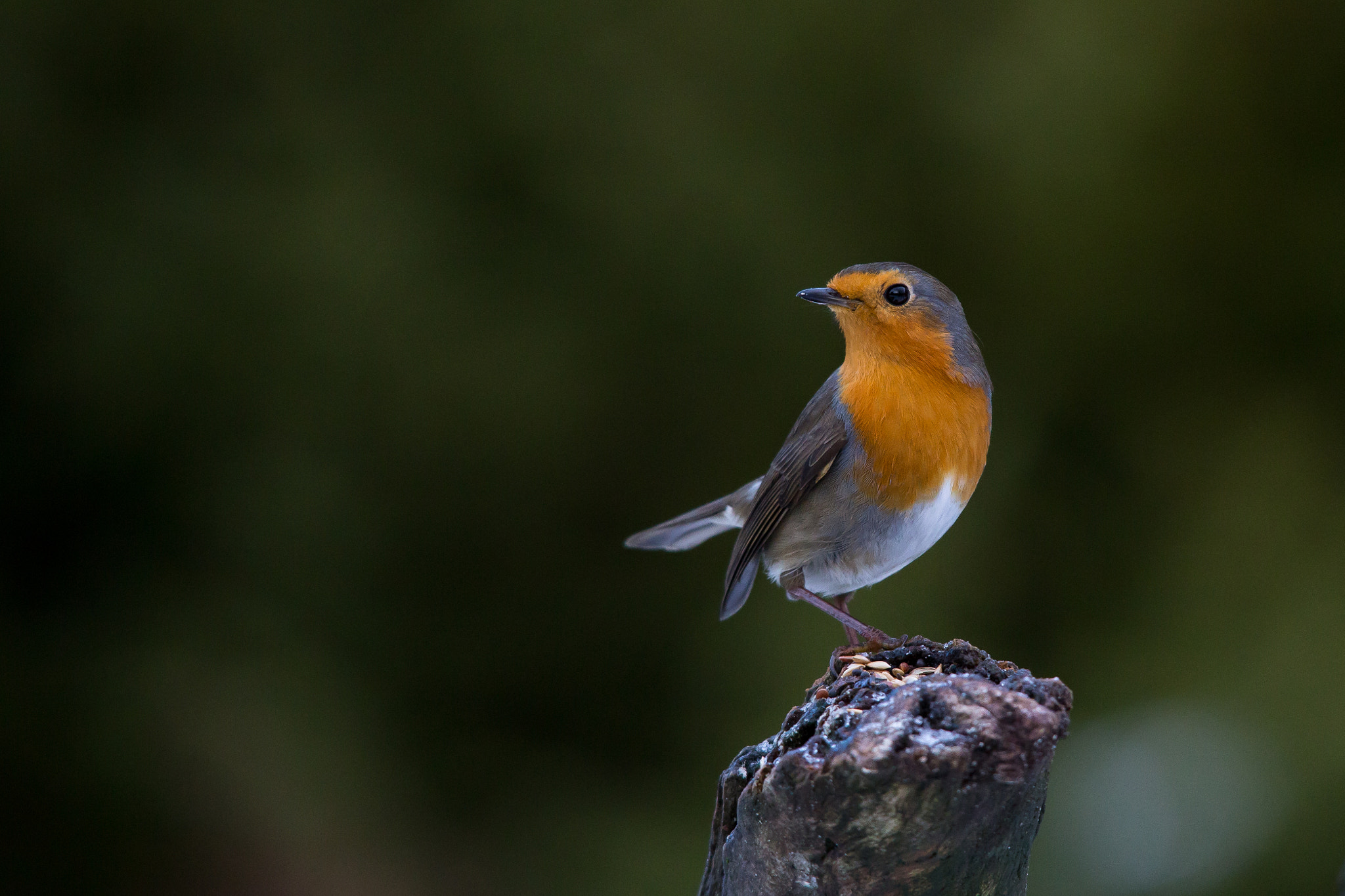 Sigma 150-500mm F5-6.3 DG OS HSM sample photo. European robin photography