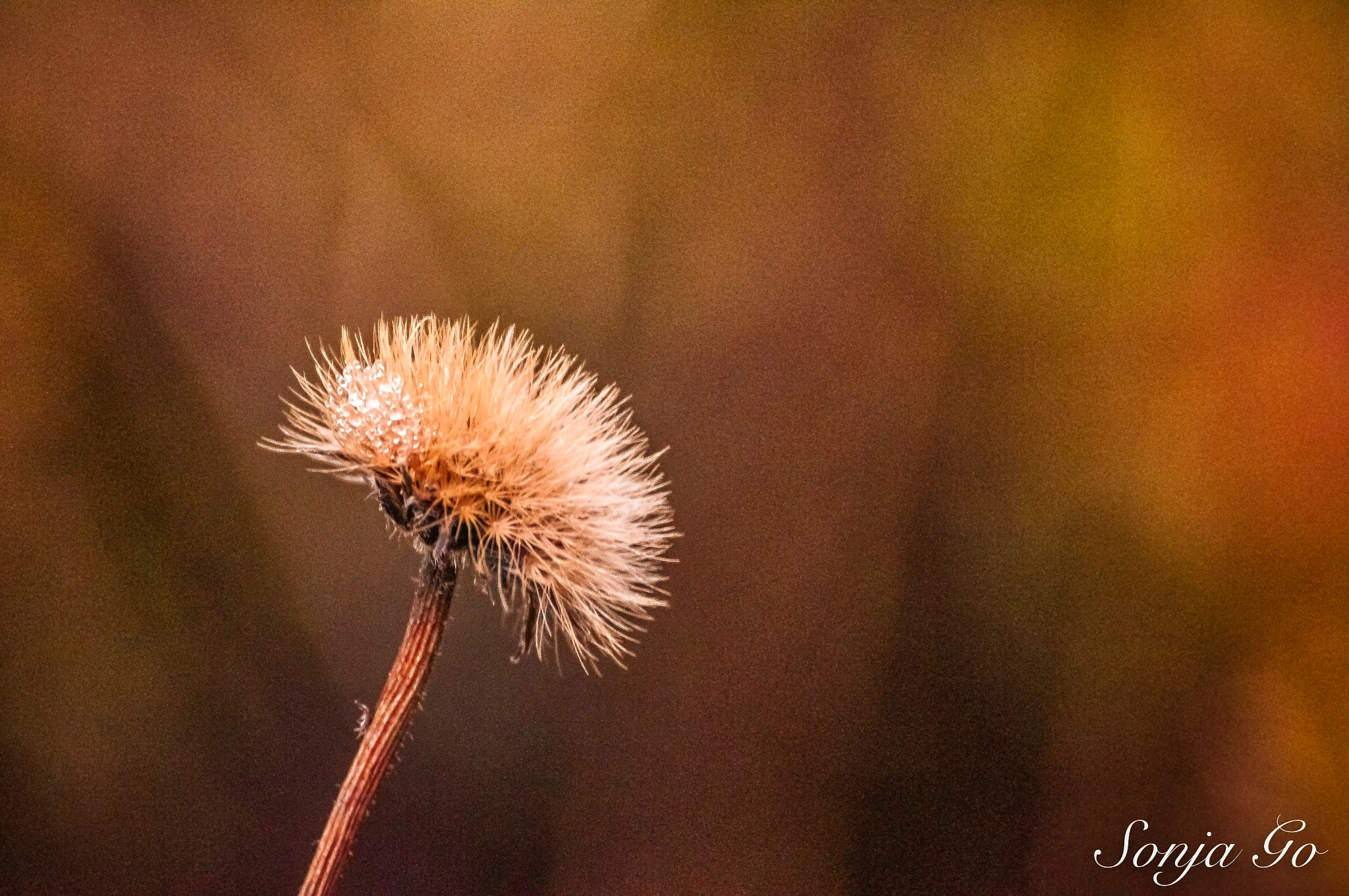 Nikon D300S sample photo. Stachelig oder flauschig photography