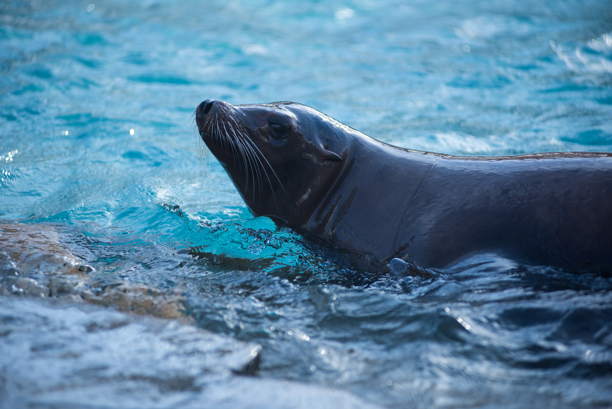 AF Zoom-Nikkor 80-200mm f/2.8 ED sample photo. Sea lion photography