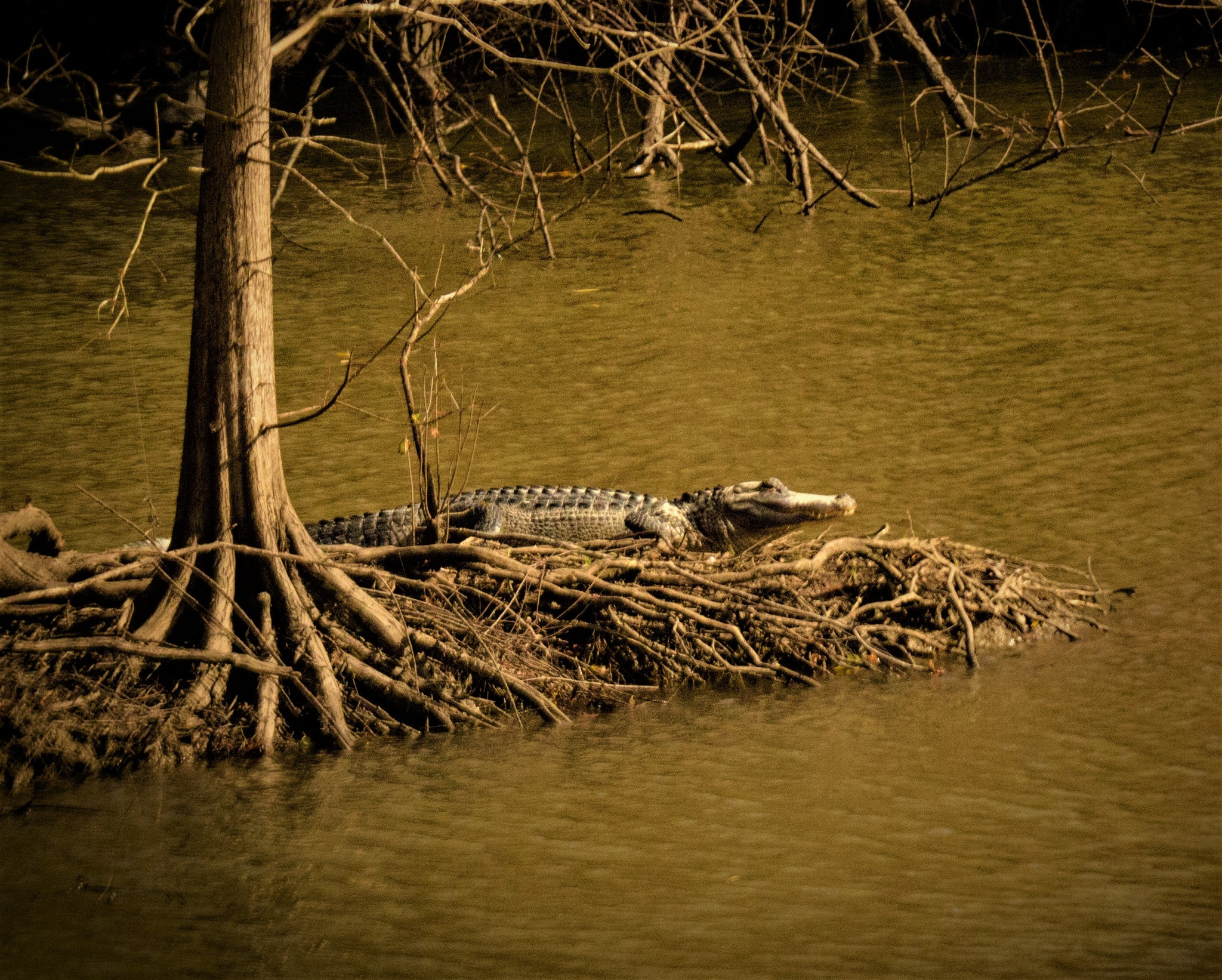 150-600mm F5-6.3 DG OS HSM | Sports 014 sample photo. Soaking up the sun photography