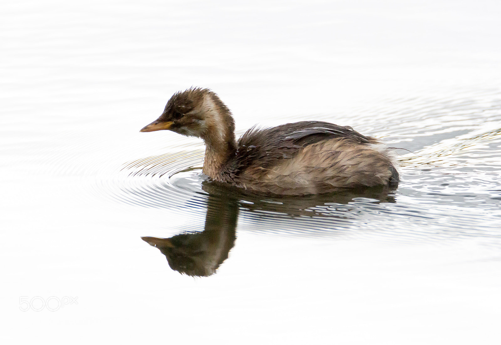Tamron SP 150-600mm F5-6.3 Di VC USD sample photo. Little grebe photography