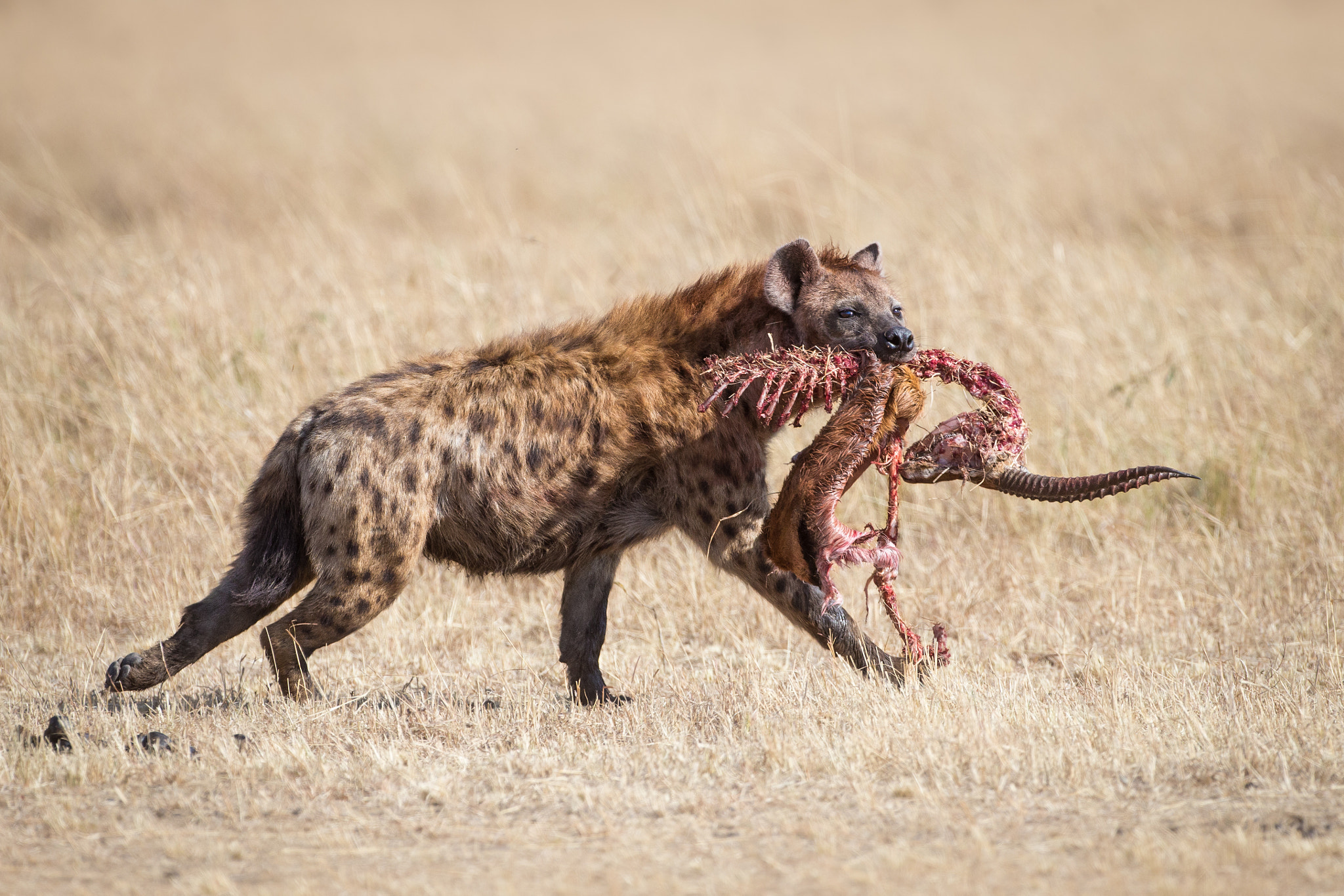 Canon EOS-1D X sample photo. Hyena horns photography