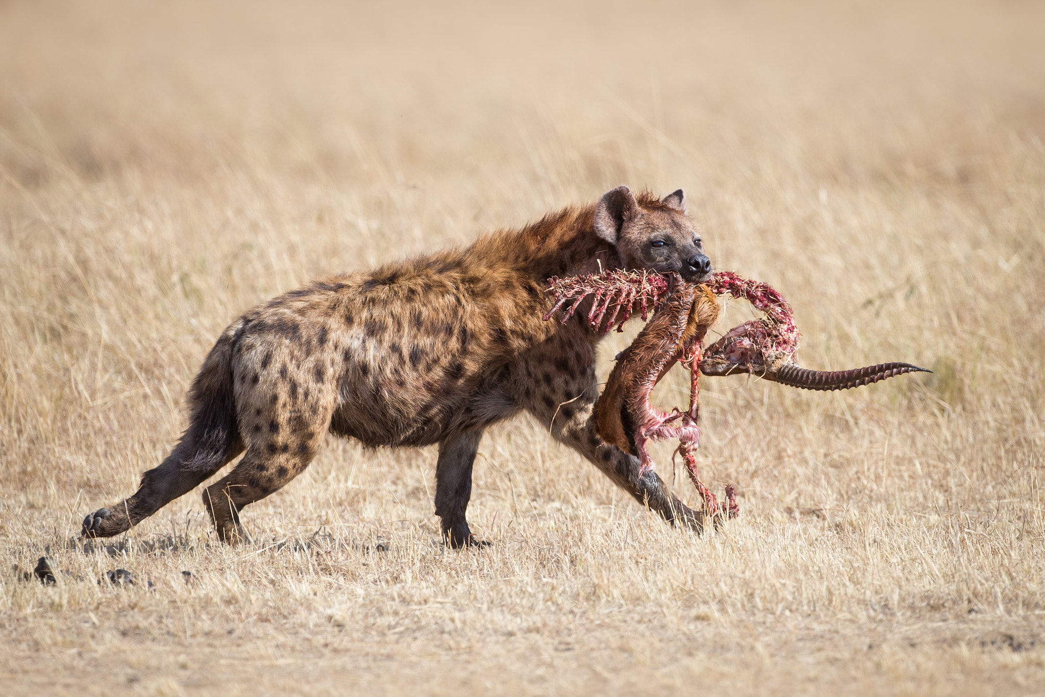 Canon EF 500mm F4L IS USM sample photo. Hyena horns photography