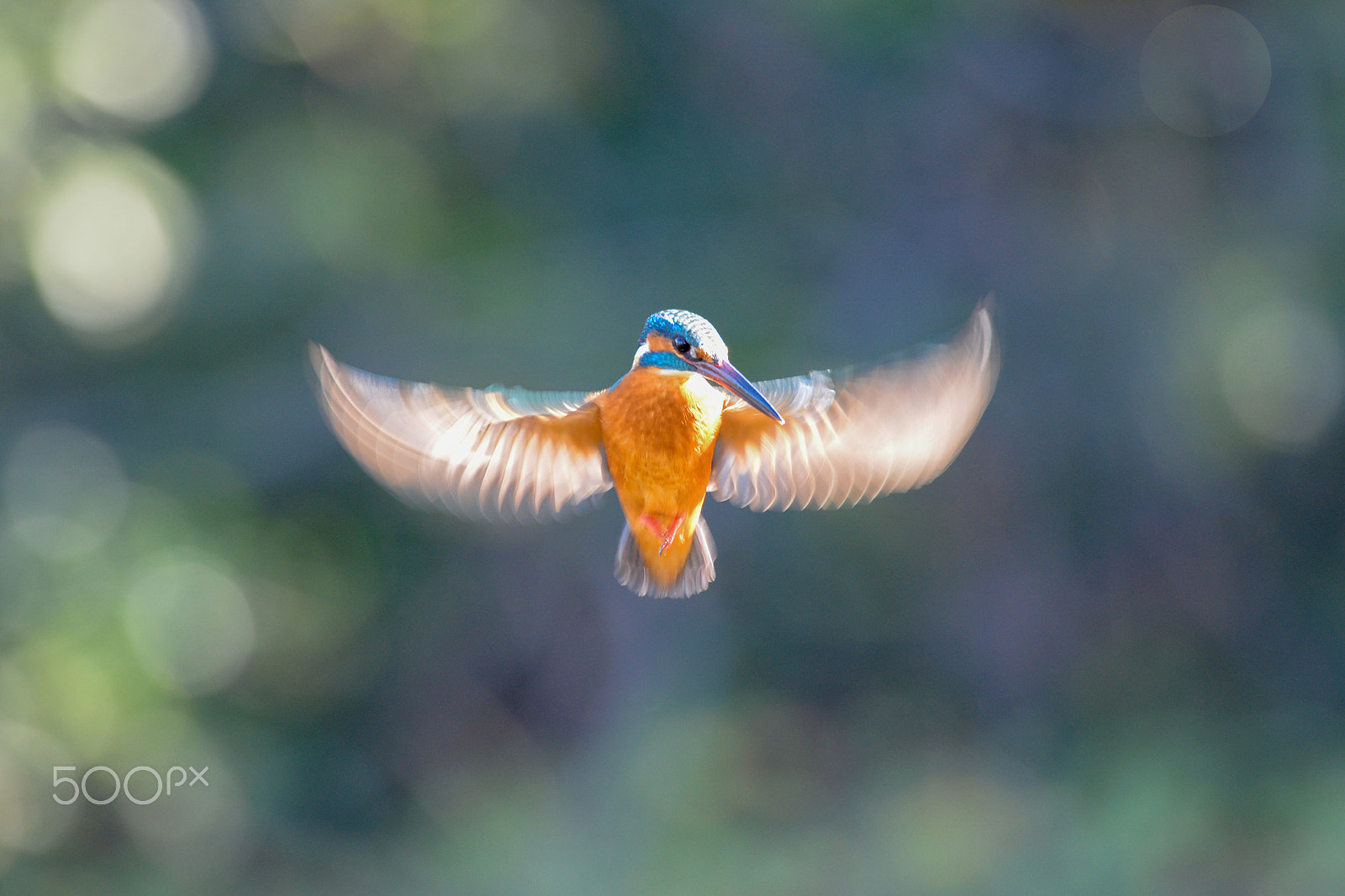 Sigma 150-600mm F5-6.3 DG OS HSM | C sample photo. Kingfisher 10 photography