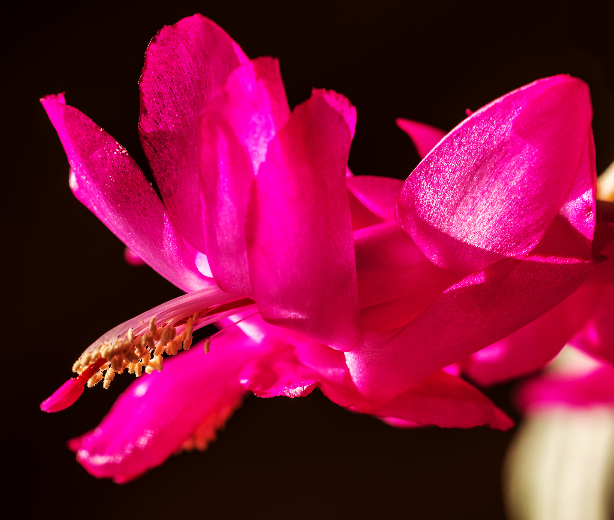 Nikon D800 + Sigma 150mm F2.8 EX DG Macro HSM sample photo. Schlumbergera truncata photography