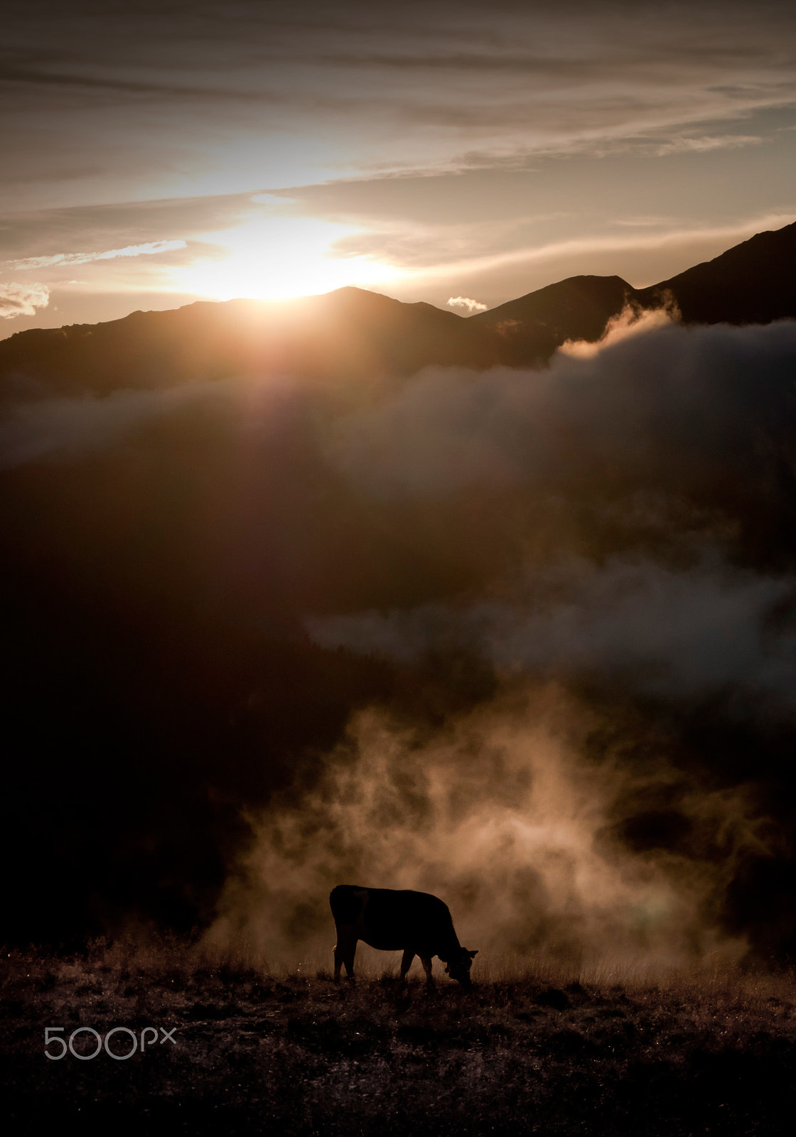Nikon D5000 sample photo. Sunset cow cut photography