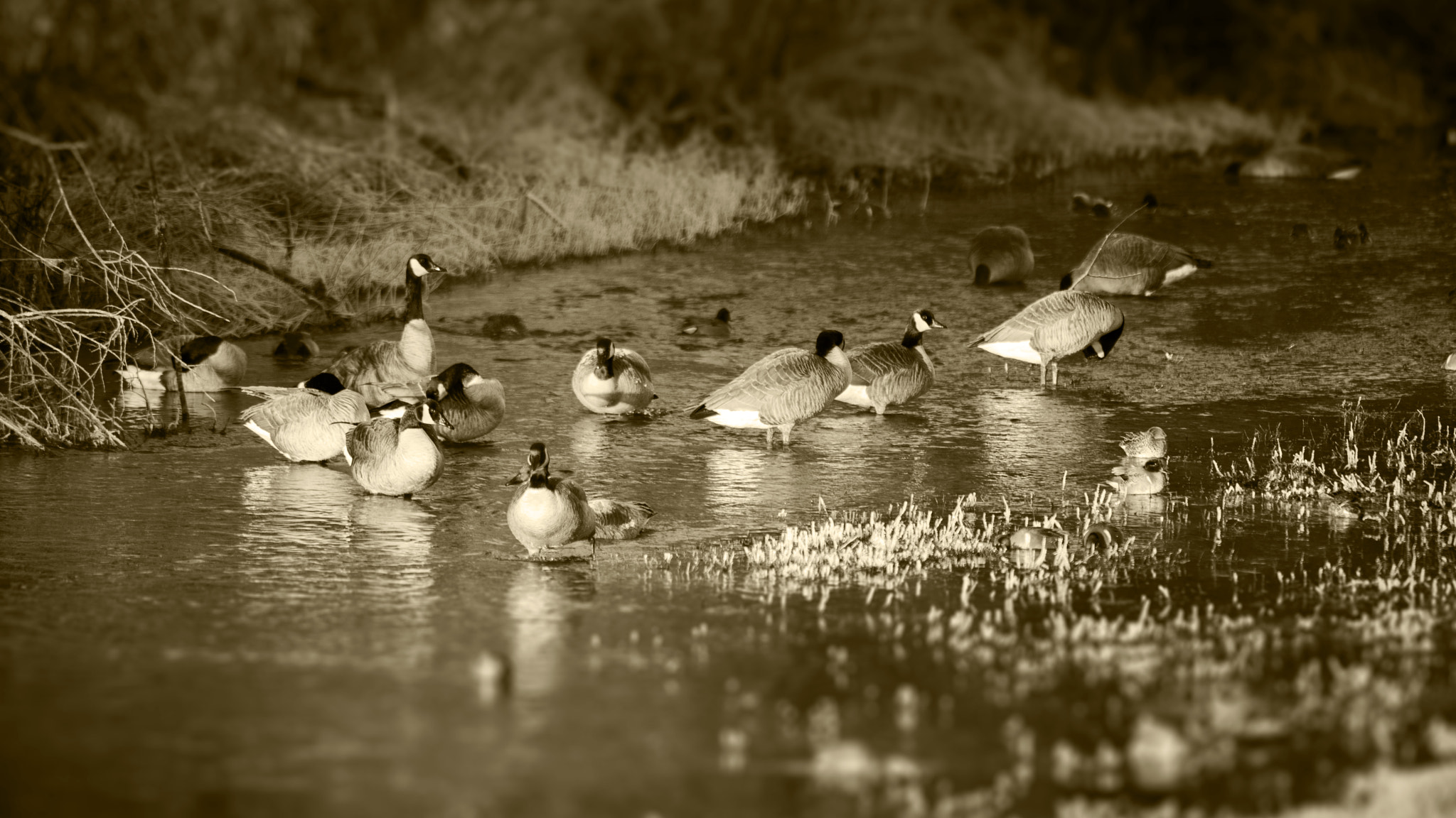 Nikon D810 sample photo. Geese of marymoor park photography