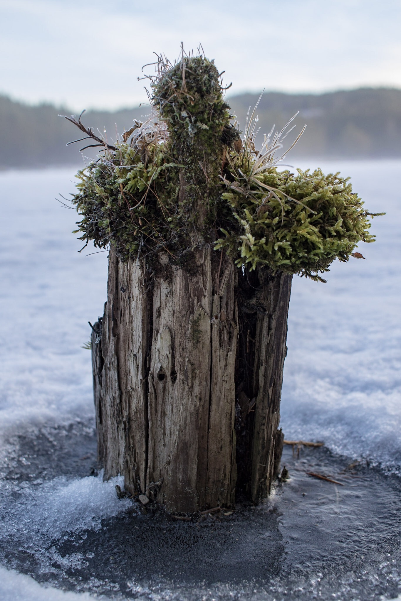 Canon EF-S 24mm F2.8 STM sample photo. Stump in frozen lake photography