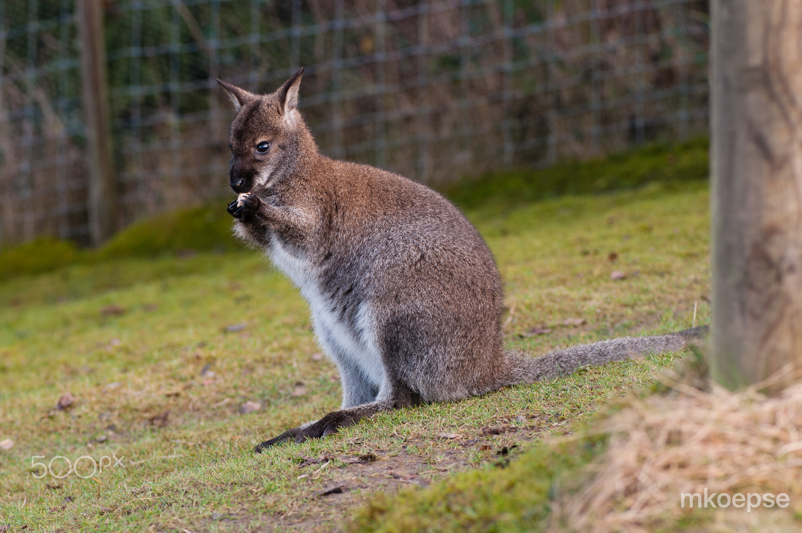 Nikon AF-S Micro-Nikkor 105mm F2.8G IF-ED VR sample photo. Wallaby having dinner photography