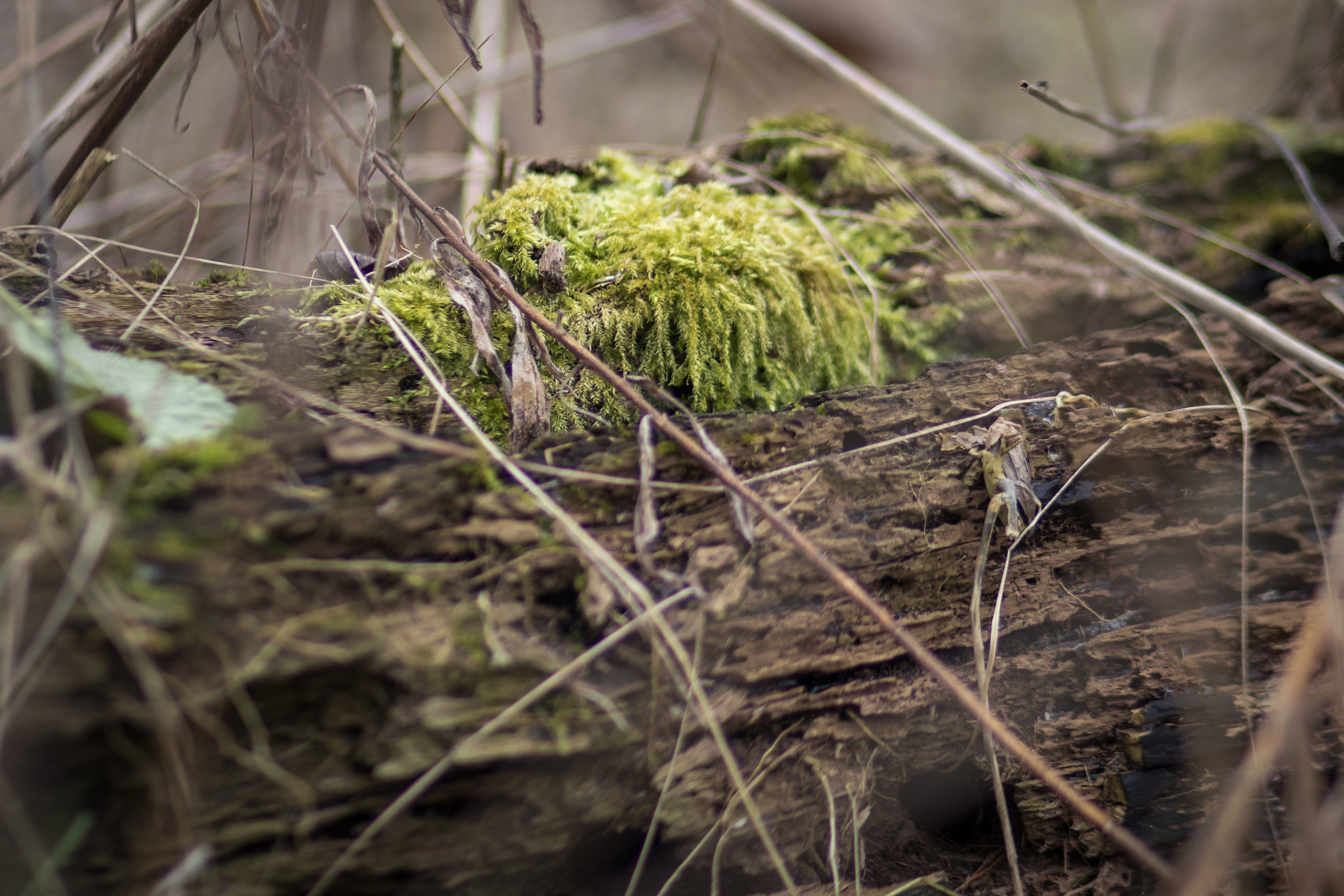 Canon EOS 80D + Canon EF 85mm F1.8 USM sample photo. Mossy bark photography
