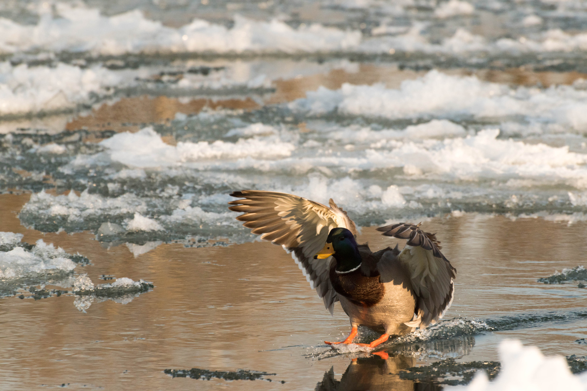 Nikon D5500 sample photo. Duck landing photography
