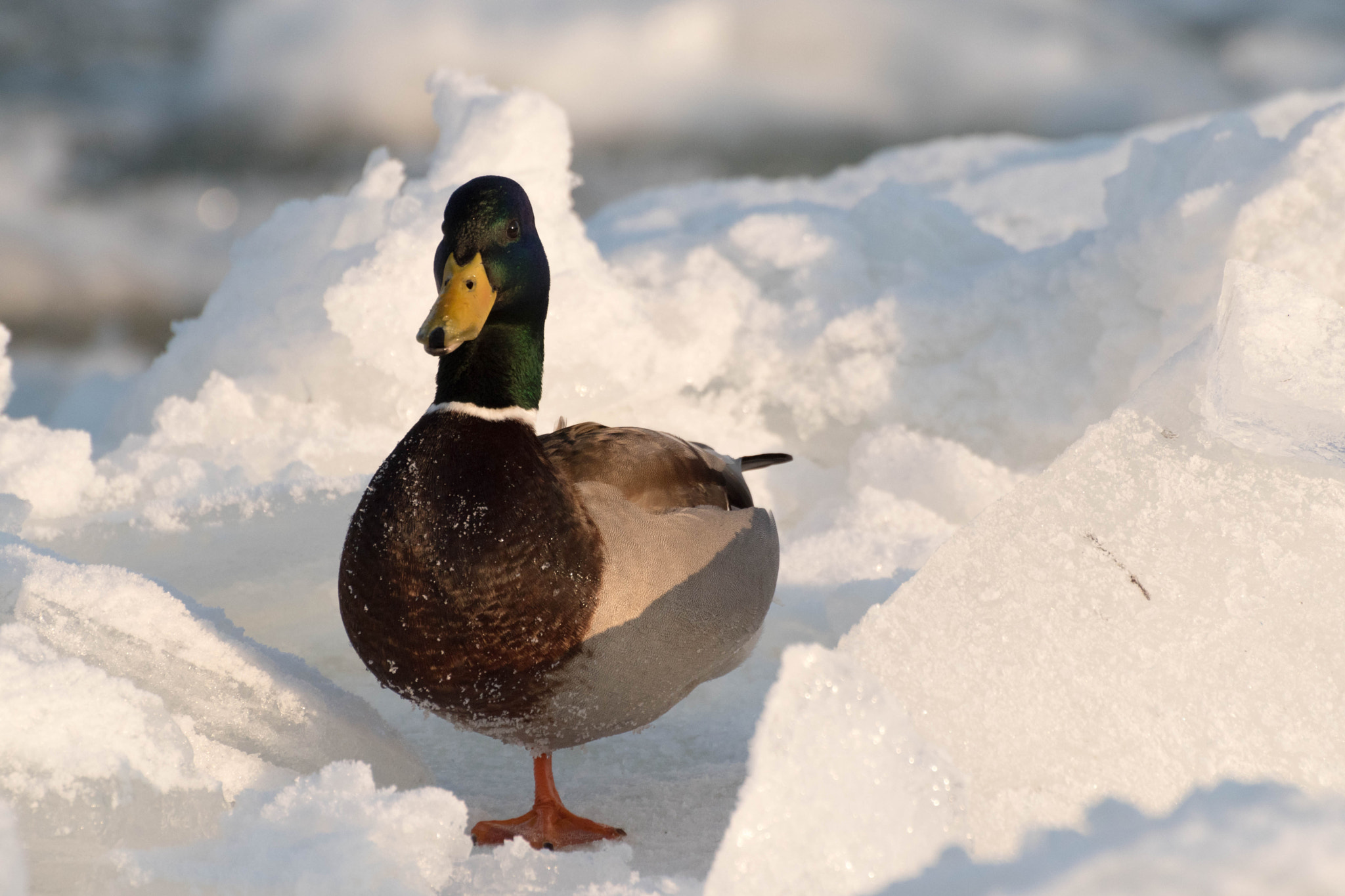 Nikon D5500 sample photo. Duck photography