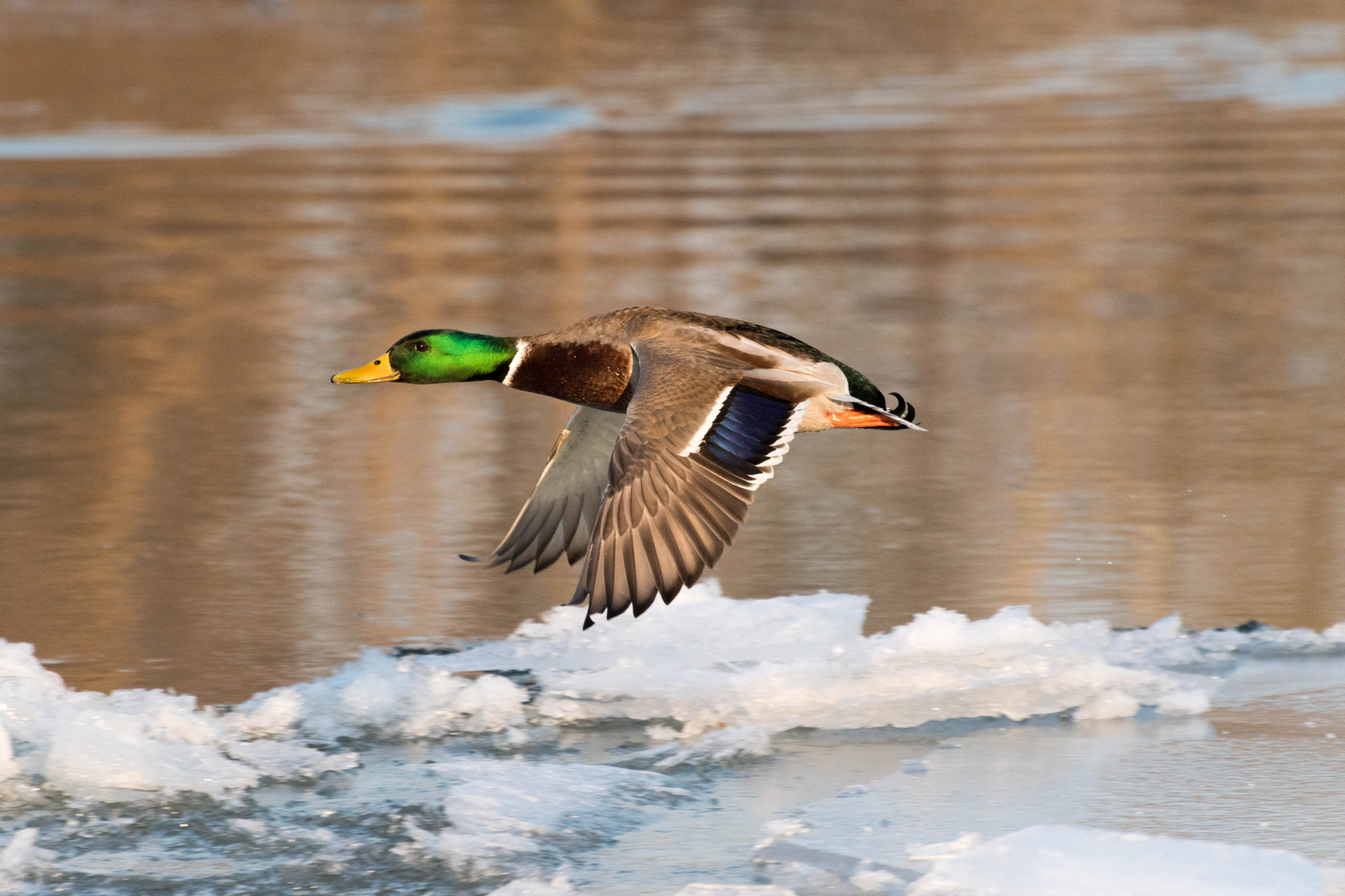 Nikon D5500 sample photo. Duck photography