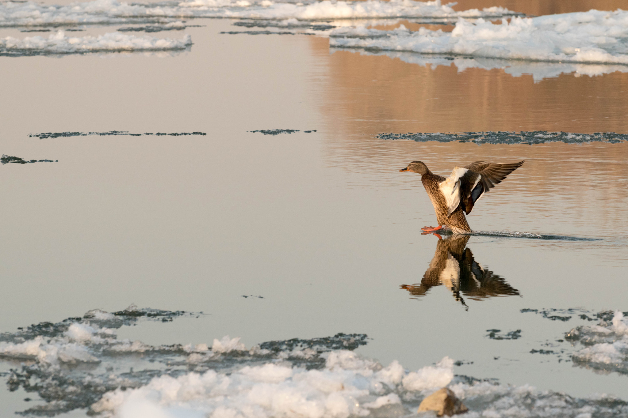 Nikon D5500 sample photo. Duck landing photography