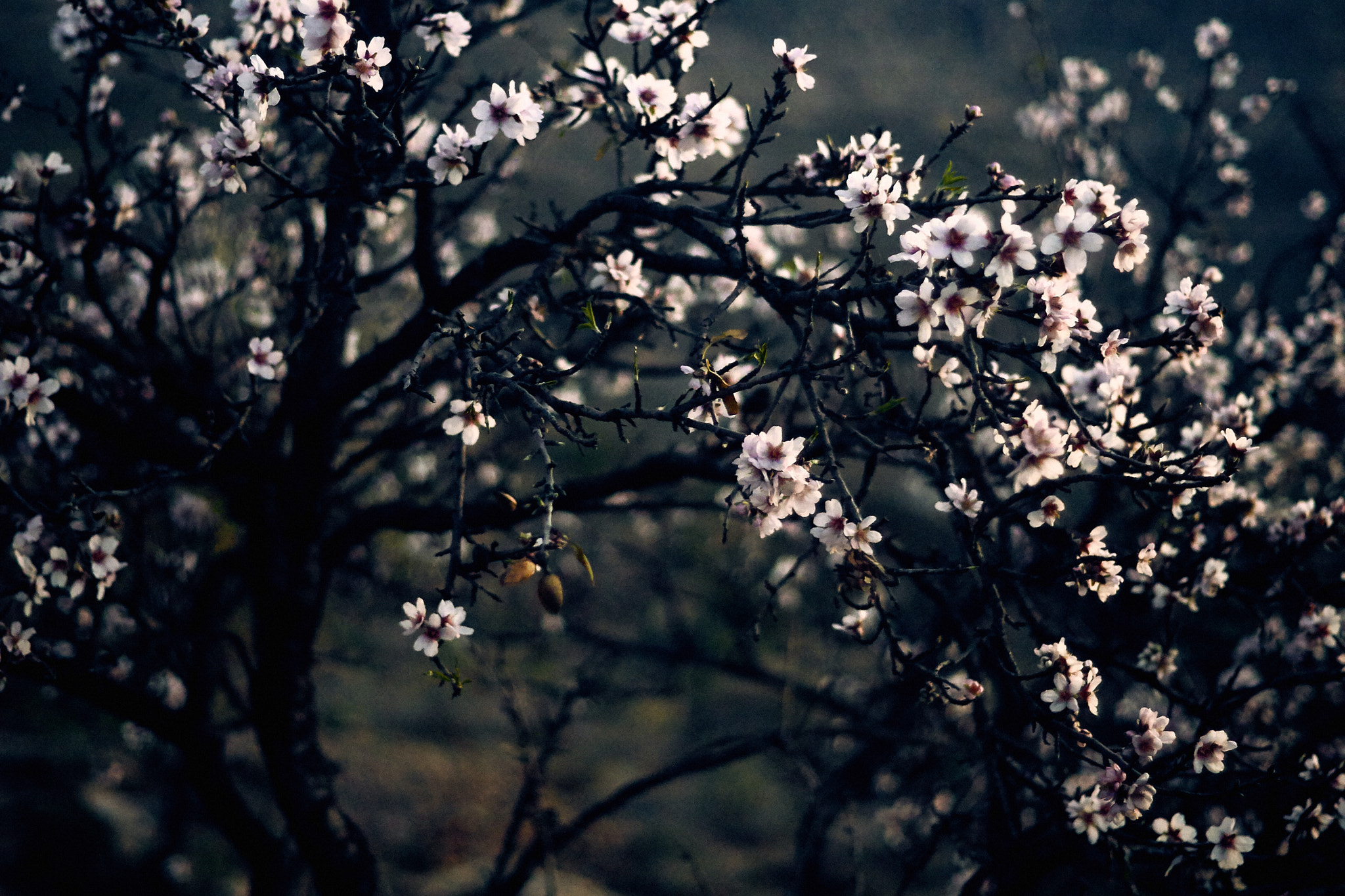 Sony ILCA-77M2 + Minolta AF 50mm F1.4 [New] sample photo. Spring signal photography