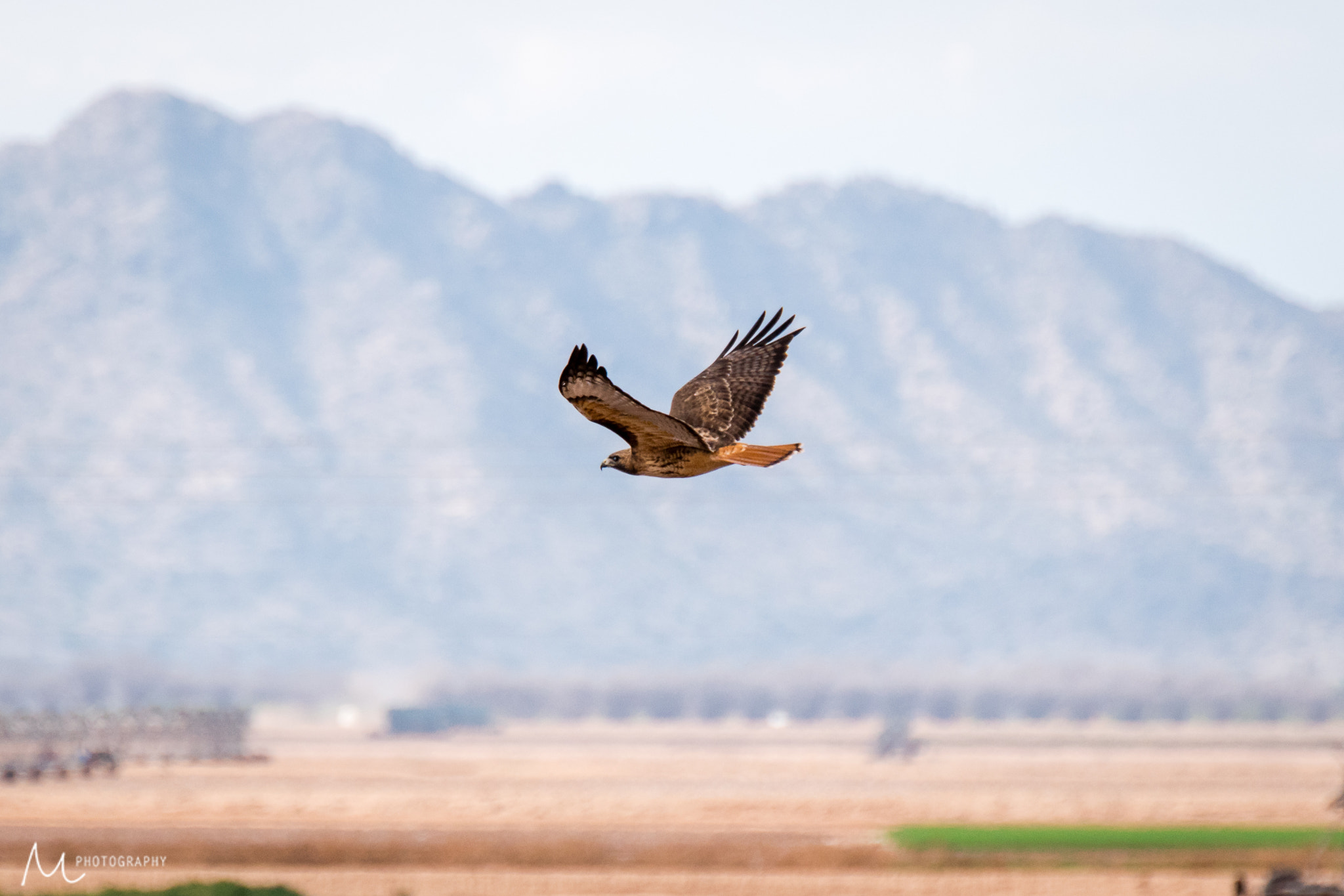 Nikon D5500 sample photo. Red tailed hawk photography