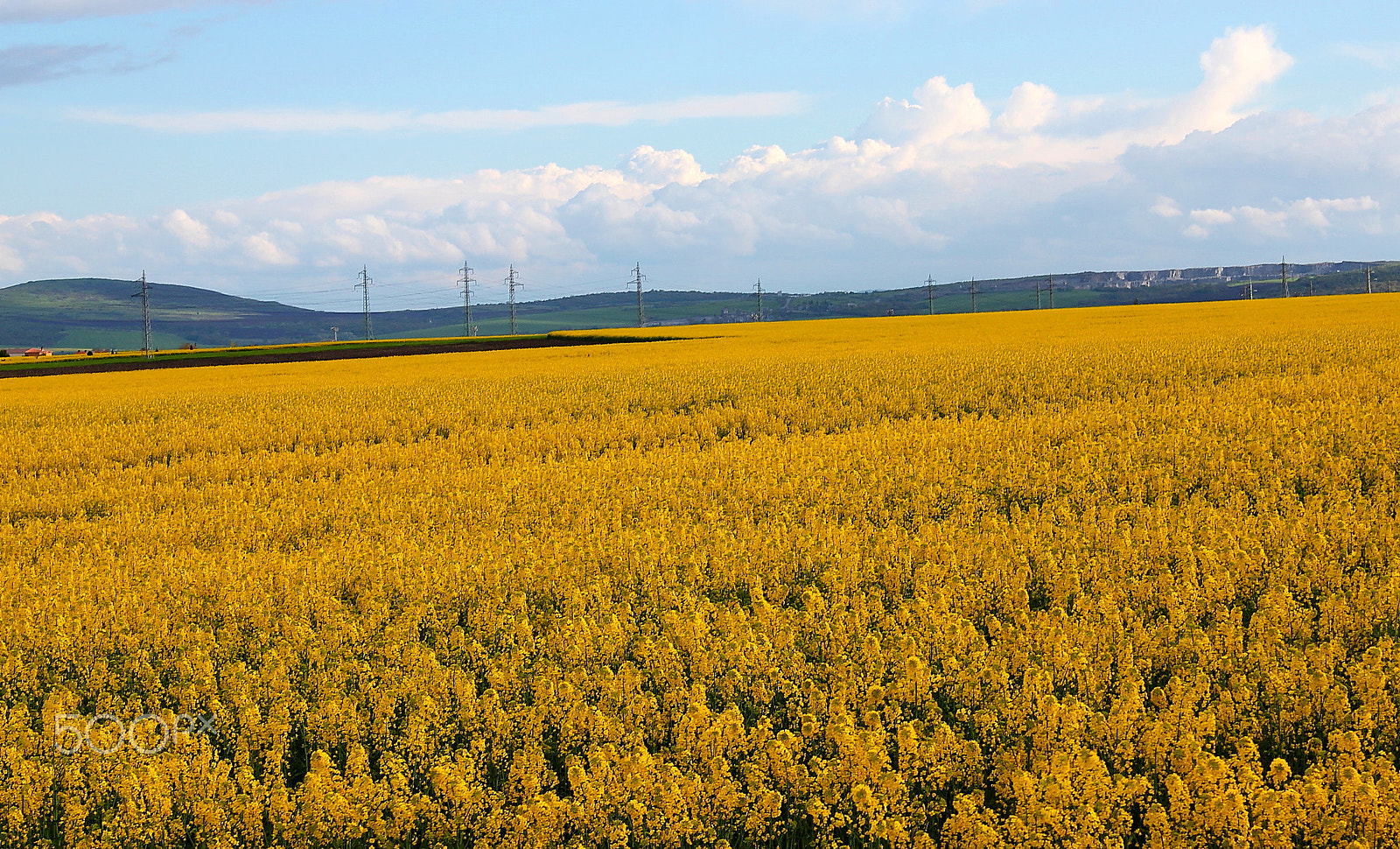 Canon EF-S 18-55mm F3.5-5.6 IS sample photo. Yellow... photography