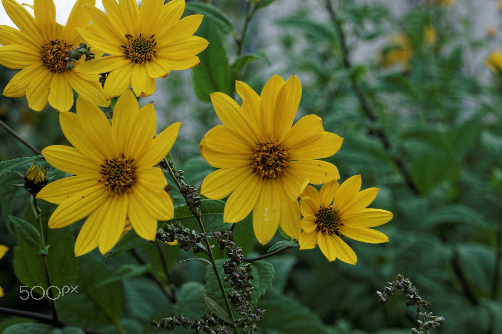 Sony Alpha DSLR-A500 sample photo. Flowers photography