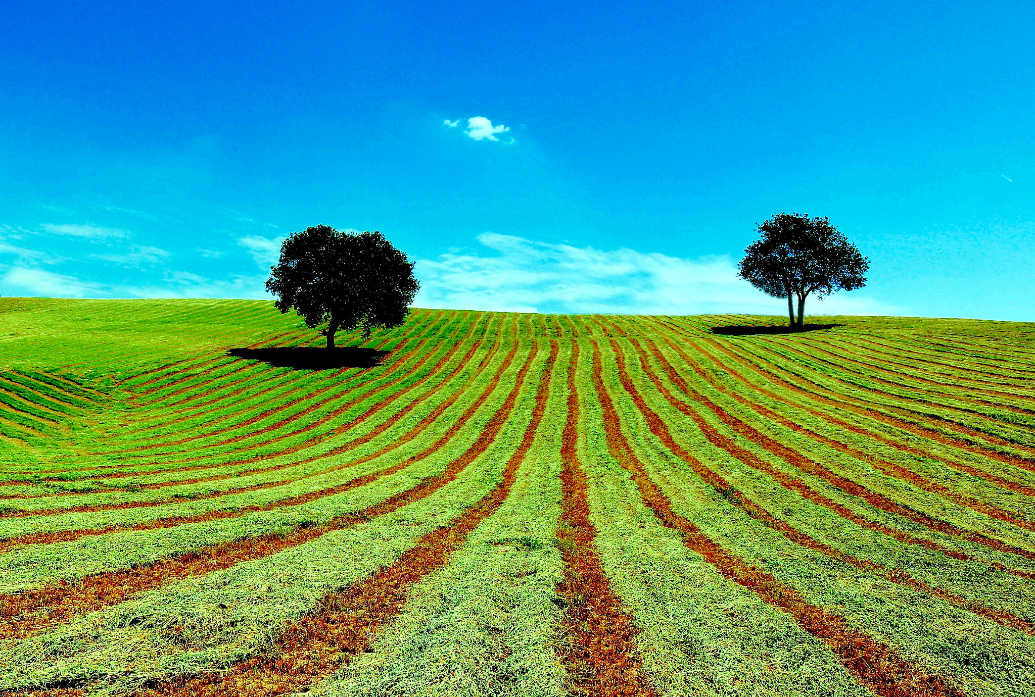 Canon EOS 760D (EOS Rebel T6s / EOS 8000D) sample photo. Agricoltore e artista!!! photography