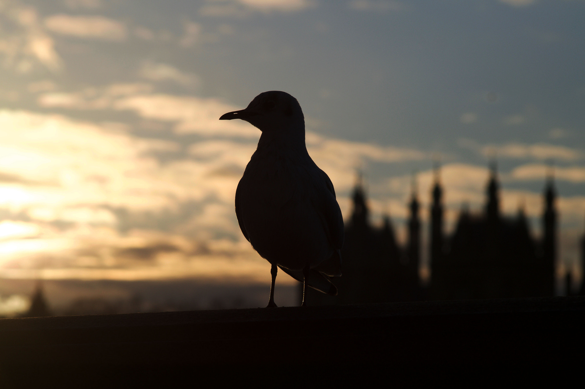 Sigma 70-300mm F4-5.6 DL Macro sample photo. Bird at sunset by thames in london photography