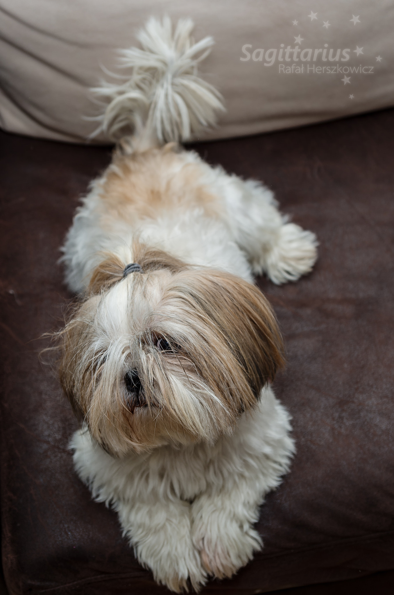 Pentax K-30 sample photo. Shaggy hairy (14/365) photography