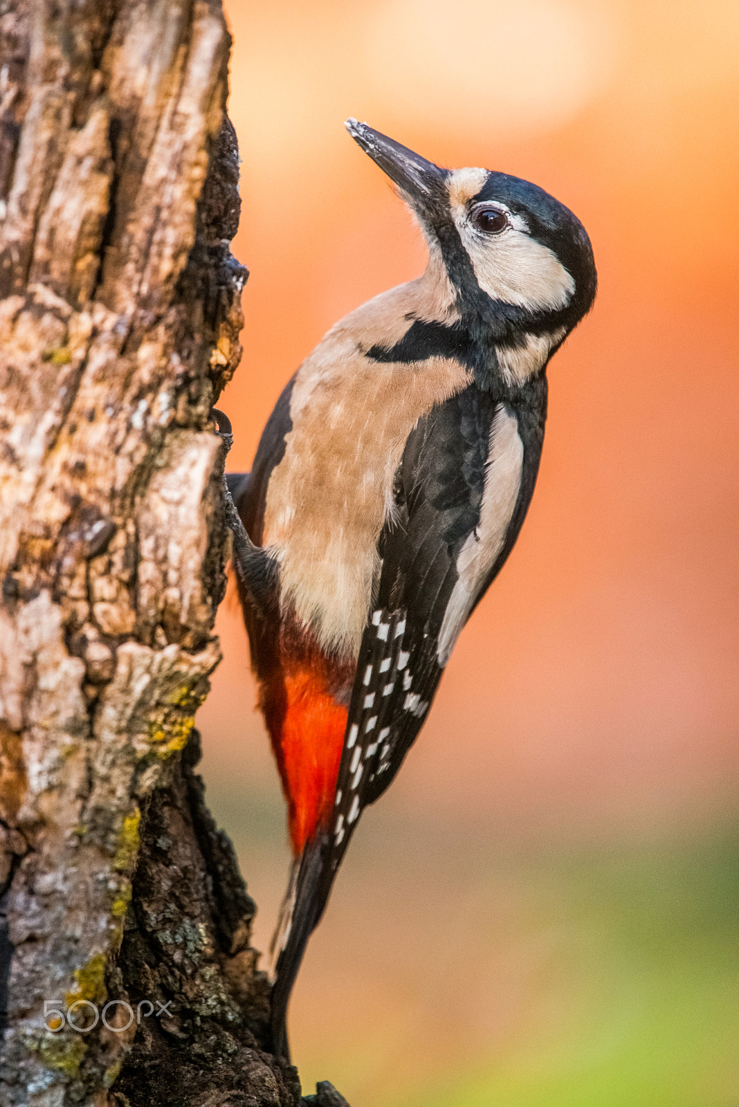 Nikon Nikkor AF-S 300mm F4E PF ED VR sample photo. Picapinos photography
