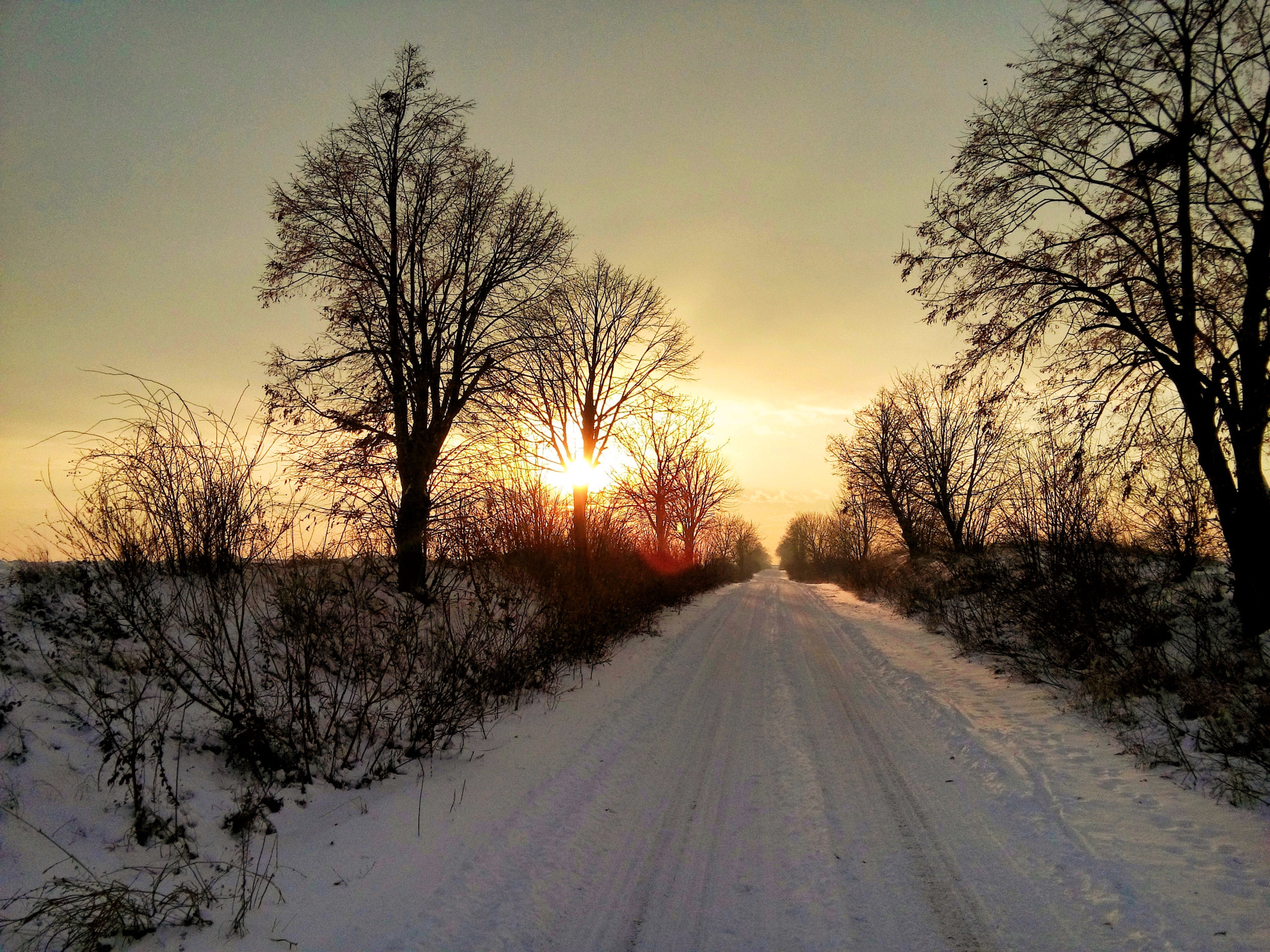 LG LBello sample photo. Sunny white forest photography