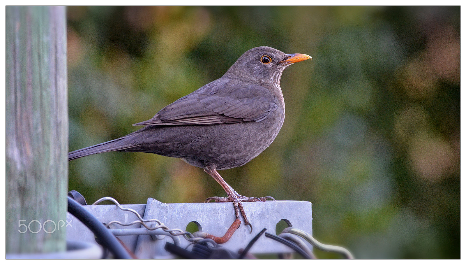 Sigma 150-600mm F5-6.3 DG OS HSM | C sample photo. Melro photography