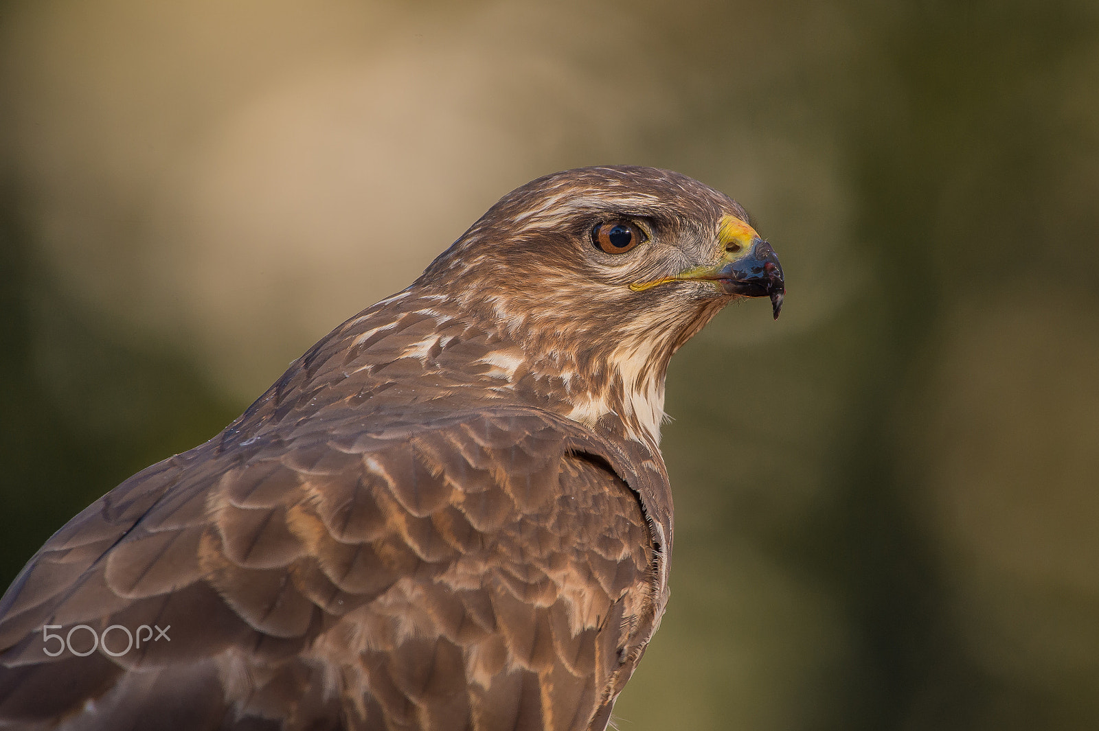Nikon AF-S Nikkor 600mm F4E FL ED VR sample photo. Ratonero photography
