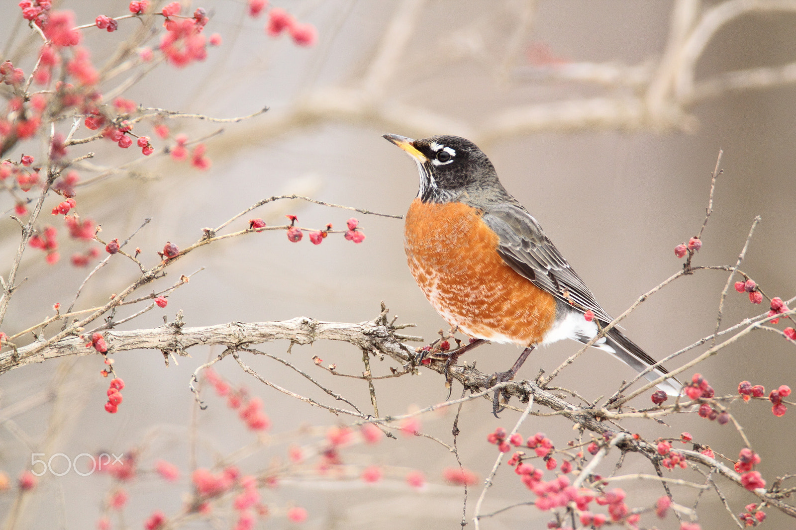 Canon EOS 550D (EOS Rebel T2i / EOS Kiss X4) sample photo. Winter robin photography