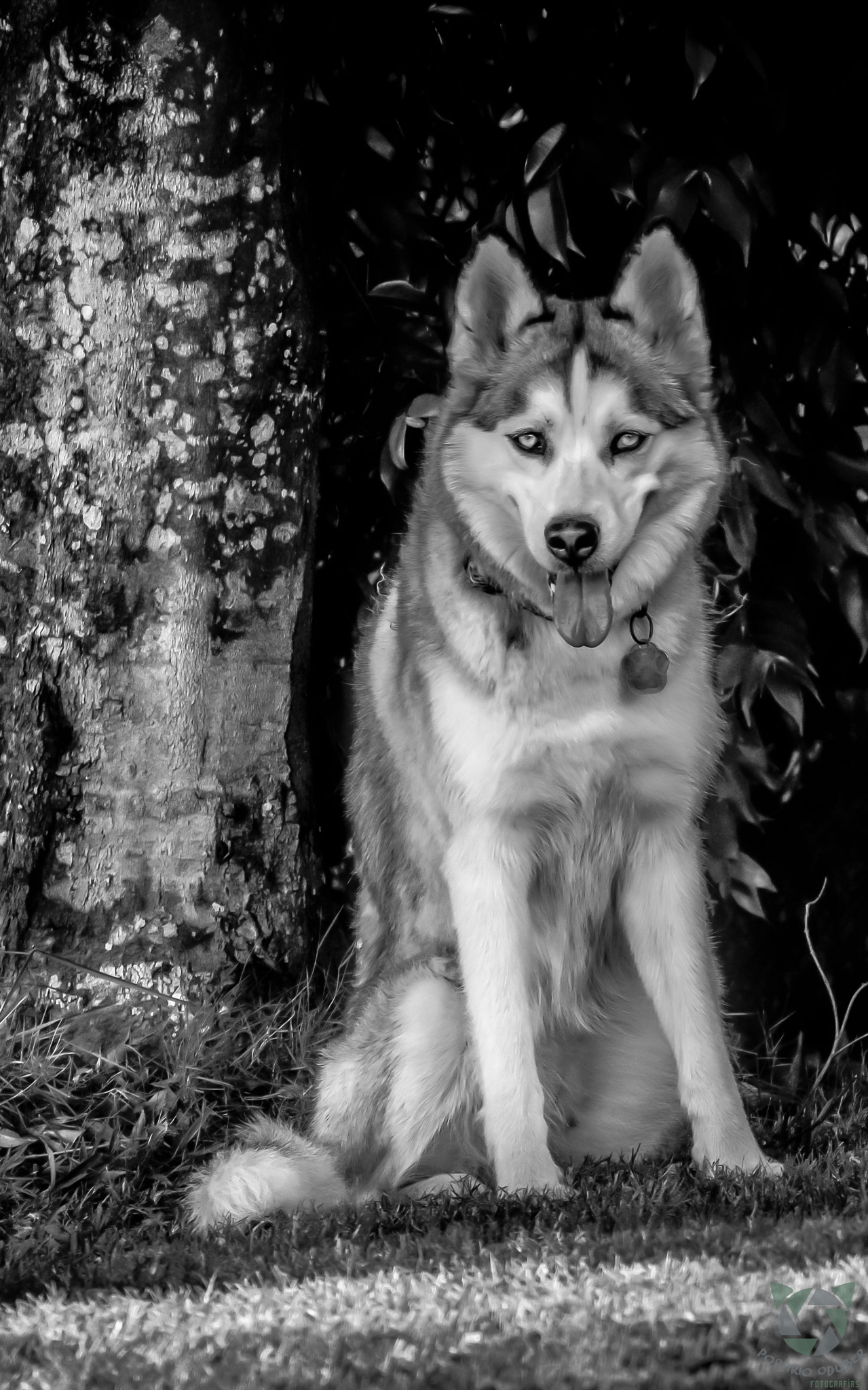 Canon EF 70-300mm F4-5.6 IS USM sample photo. Husky photography