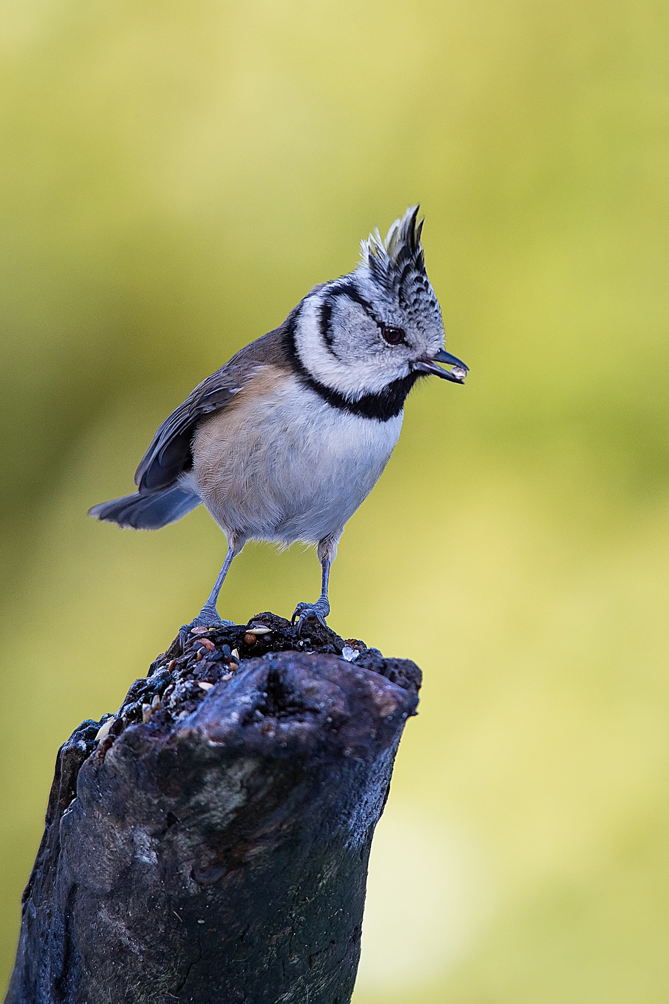 Sigma 150-500mm F5-6.3 DG OS HSM sample photo. European crested tit photography