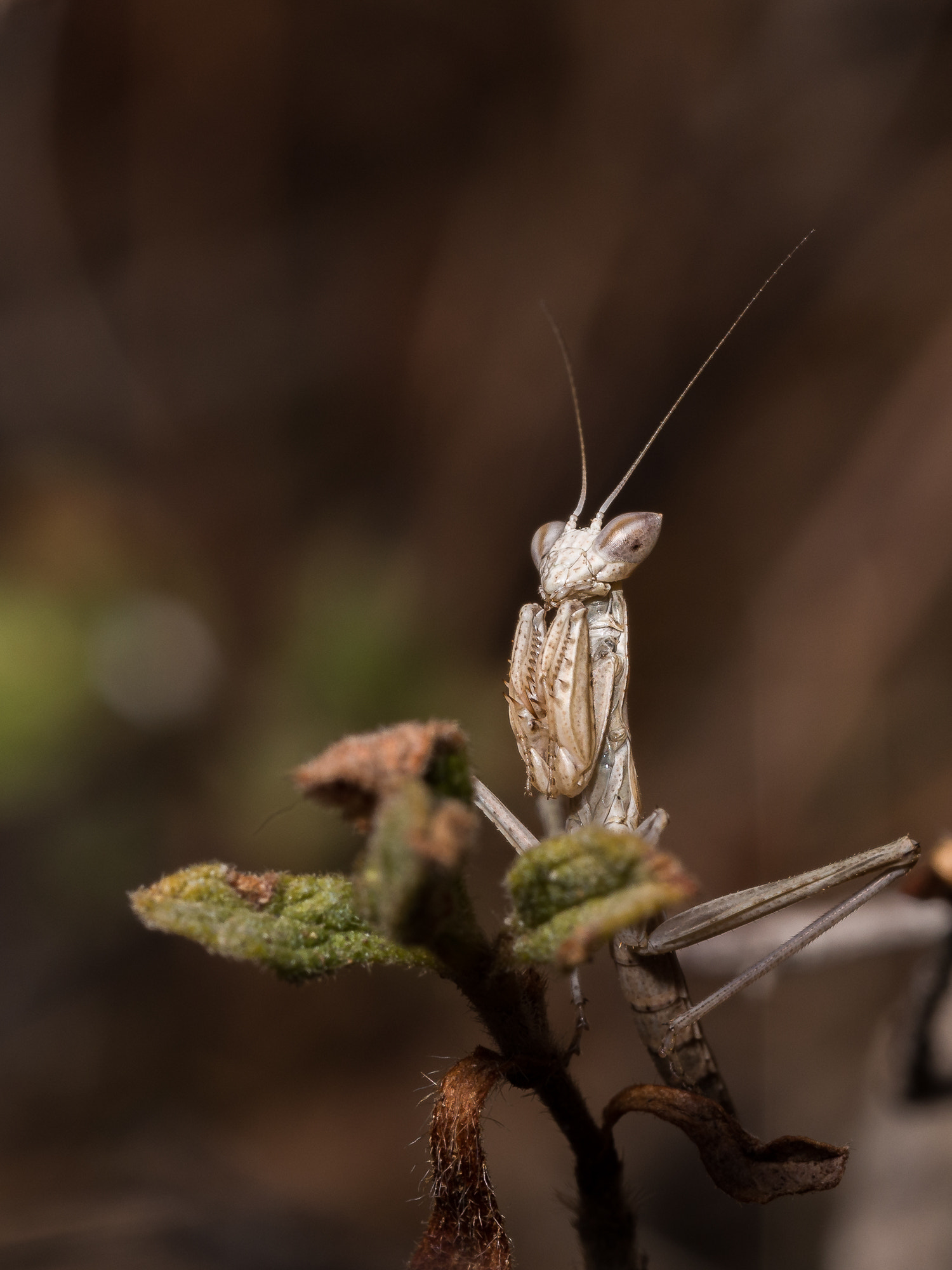 Olympus M.Zuiko Digital ED 60mm F2.8 Macro sample photo. Ameles decolor ... photography