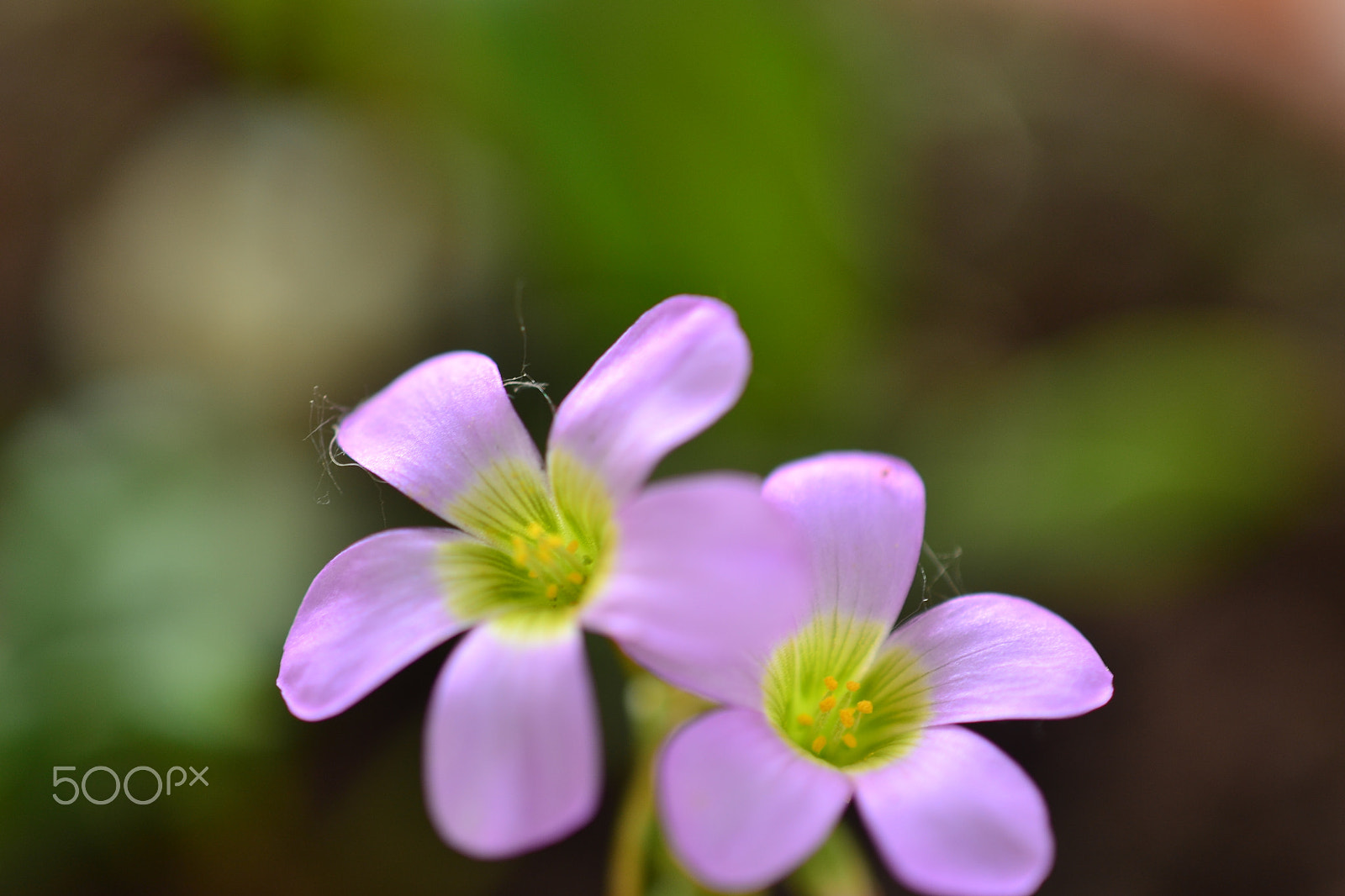 Nikon AF-S DX Micro Nikkor 40mm F2.8 sample photo. Flores photography