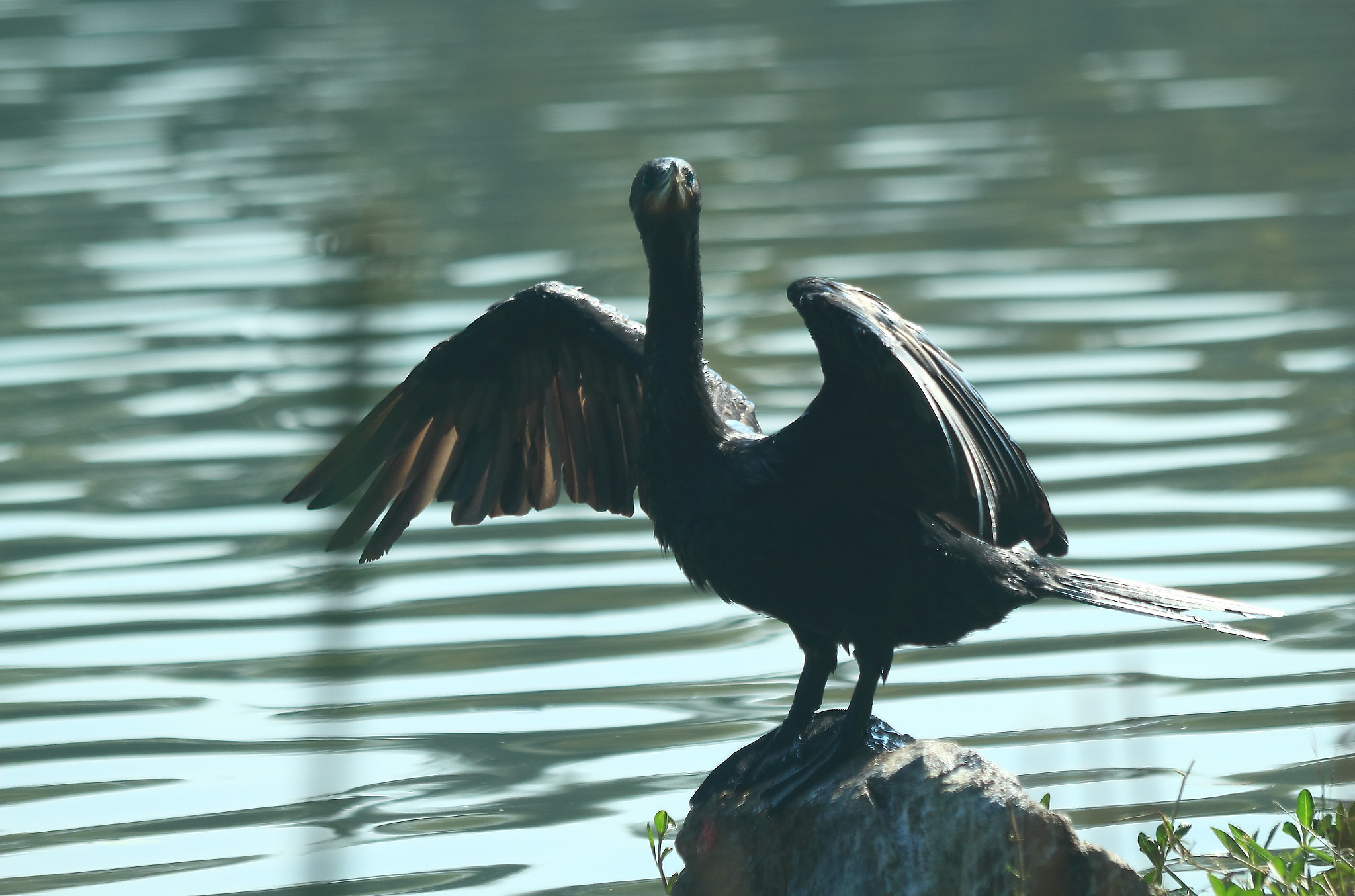 Canon EF 70-300mm F4-5.6 IS USM sample photo. Drying the wings photography