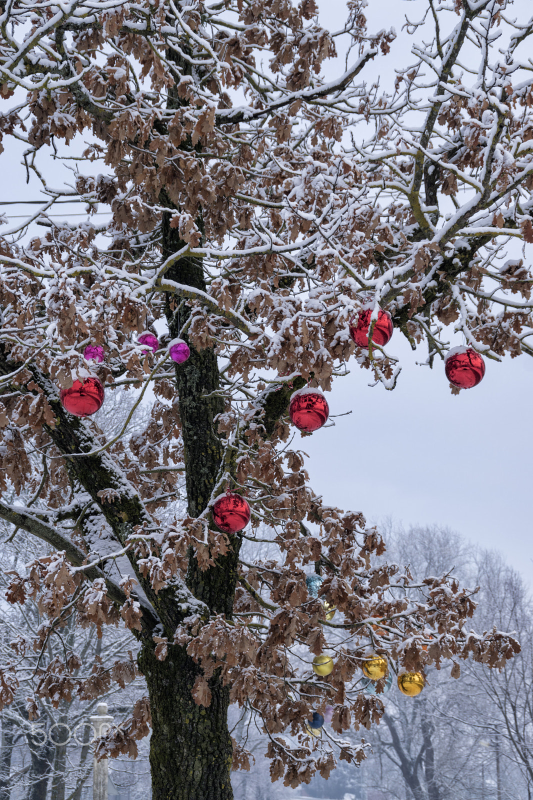 Sony DT 18-200mm F3.5-6.3 sample photo. Different christmas photography