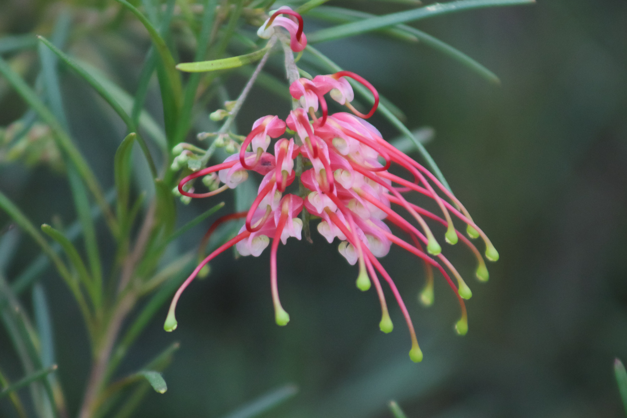 Canon EOS 100D (EOS Rebel SL1 / EOS Kiss X7) + EF75-300mm f/4-5.6 sample photo. Unusual flower (grevillea, thanks ann) , so pretty with it's green drop like anthers photography