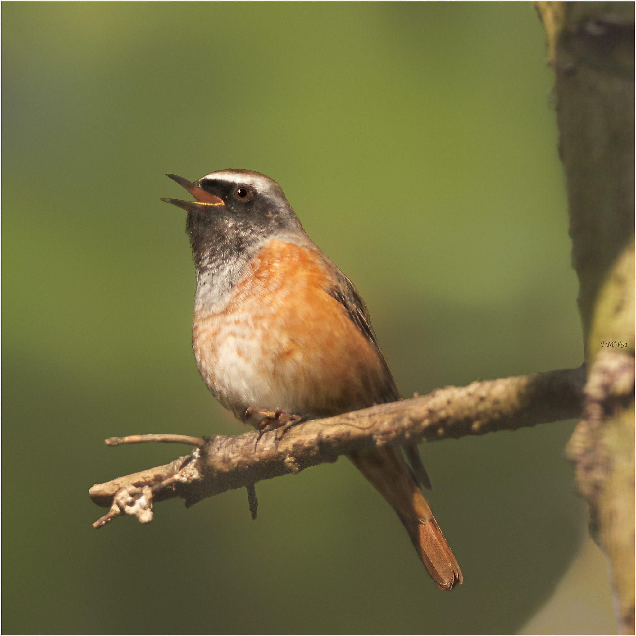 Sony SLT-A55 (SLT-A55V) + Sony 70-400mm F4-5.6 G SSM sample photo. Singing common redstart photography