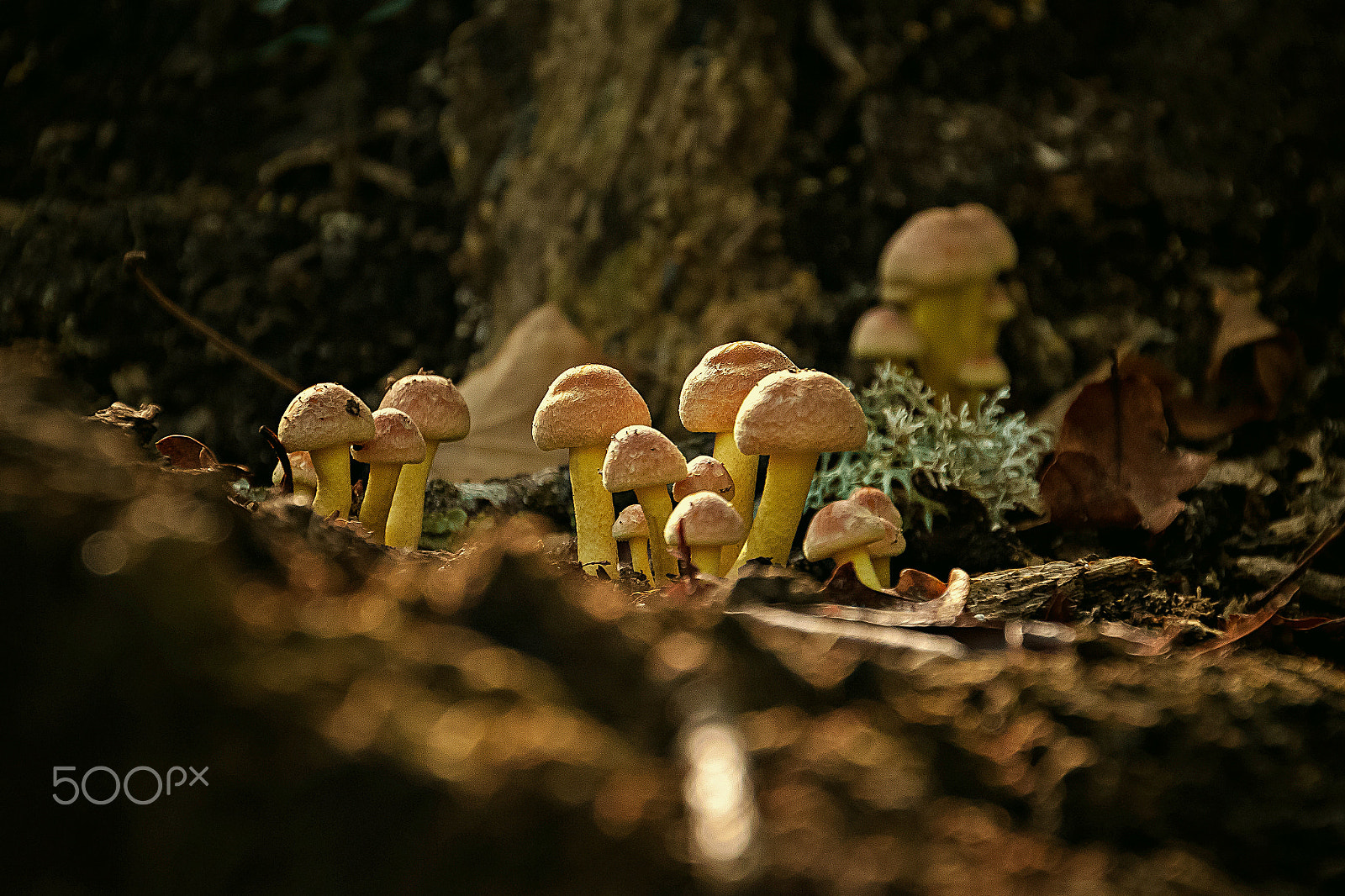 Canon EOS 500D (EOS Rebel T1i / EOS Kiss X3) sample photo. Valley of the mushrooms. photography