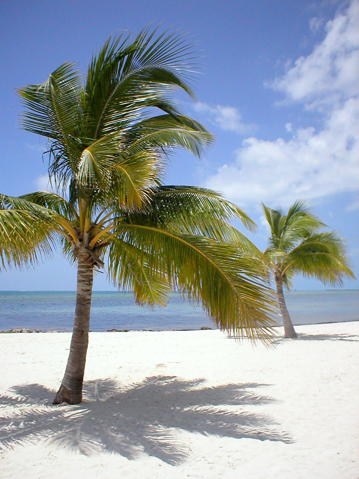 Olympus C120,D380 sample photo. Key west palms, 2009 photography