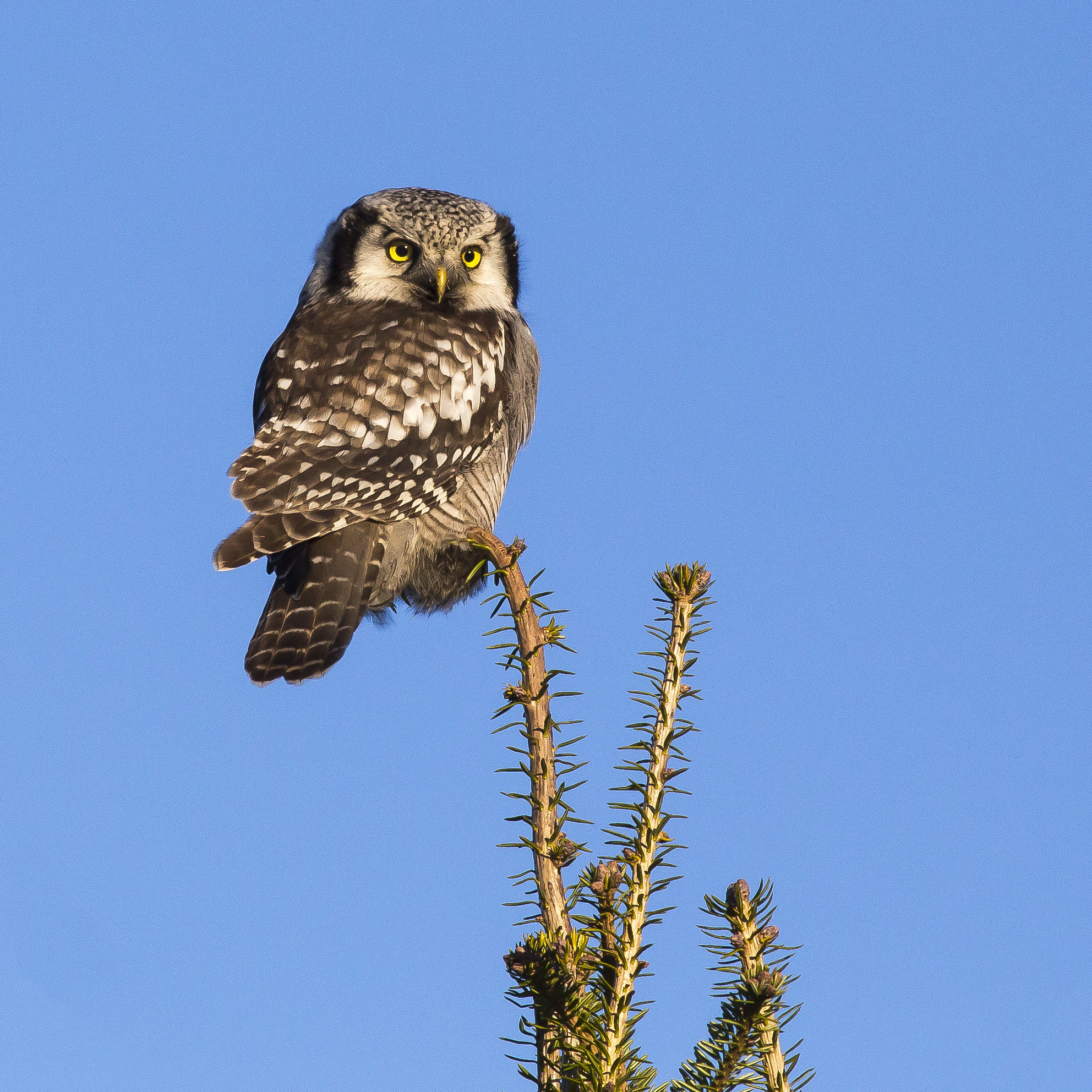 Canon EOS 6D + Canon EF 400mm F5.6L USM sample photo. Hawk owl photography
