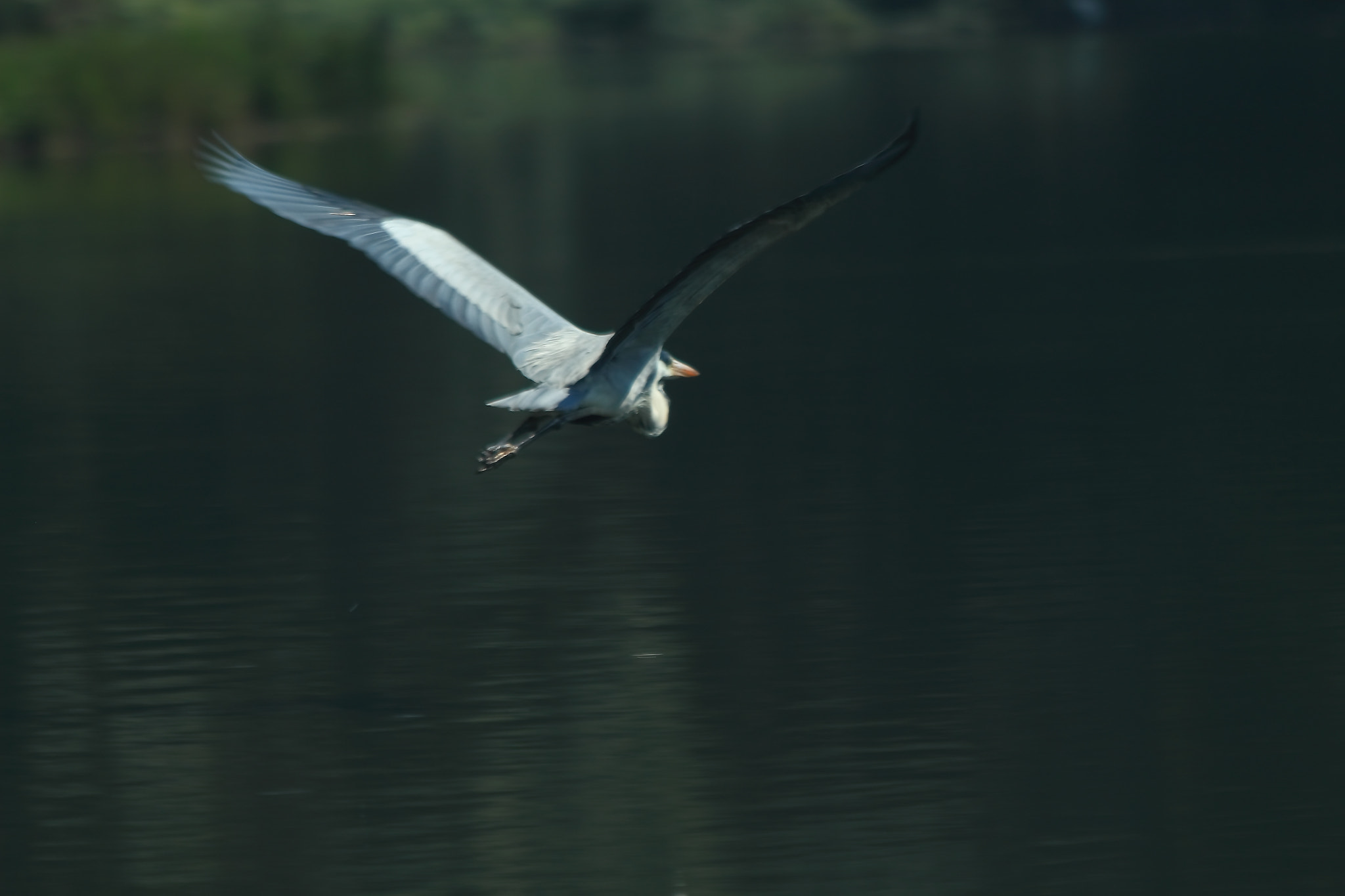 Canon EF 70-300mm F4-5.6 IS USM sample photo. The flight photography