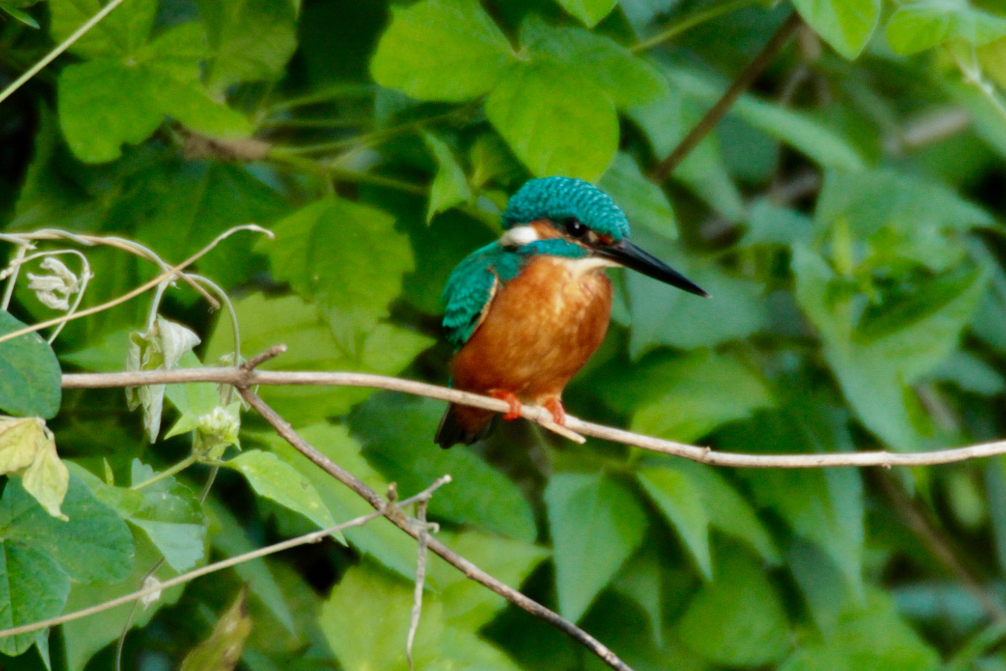 Canon 170-500mm sample photo