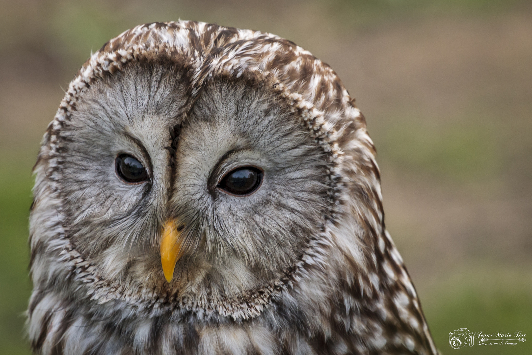 Canon EOS-1D Mark III sample photo. Rapace photography