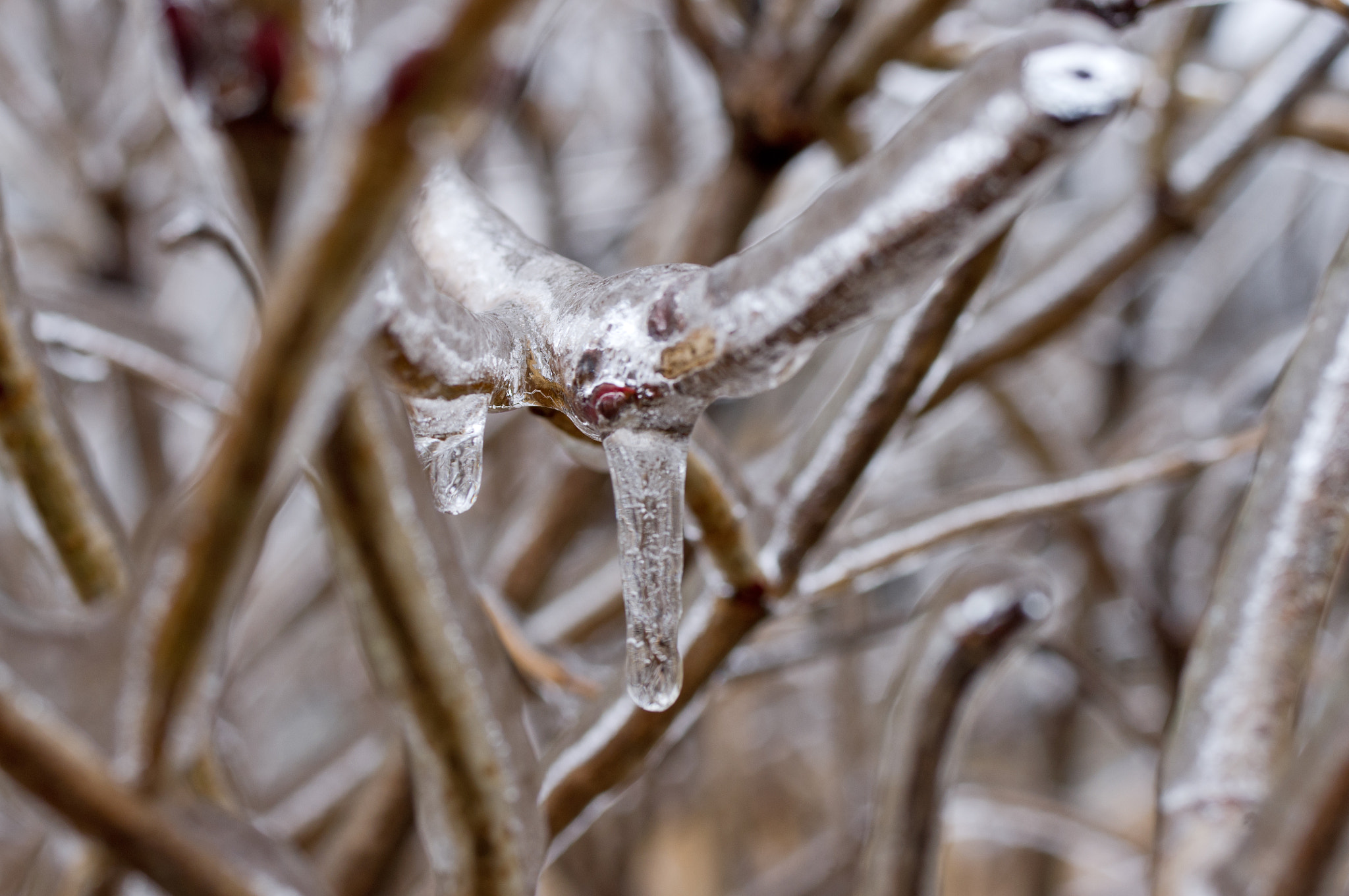 Pentax K-x + Pentax smc D-FA 50mm F2.8 Macro sample photo. A coating of ice photography