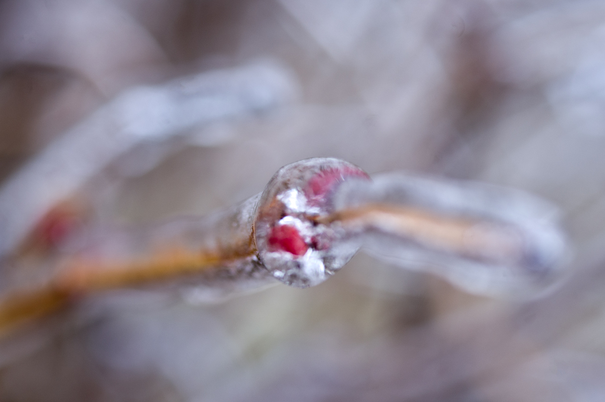 Pentax K-x + Pentax smc D-FA 50mm F2.8 Macro sample photo. Icy coat photography