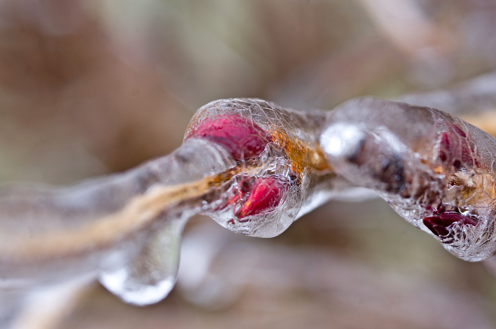 Pentax smc D-FA 50mm F2.8 Macro sample photo. Breaking free photography