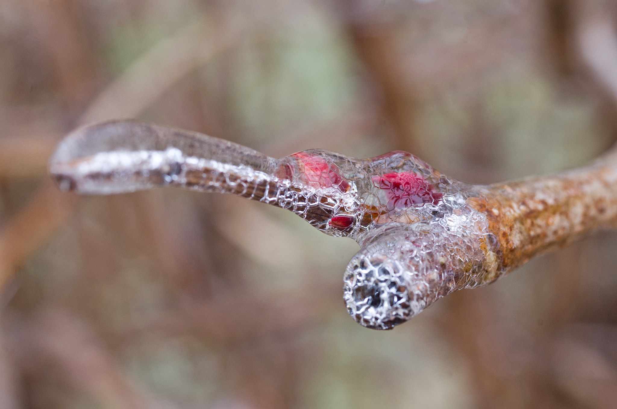 Pentax K-x + Pentax smc D-FA 50mm F2.8 Macro sample photo. Icy spring buds photography