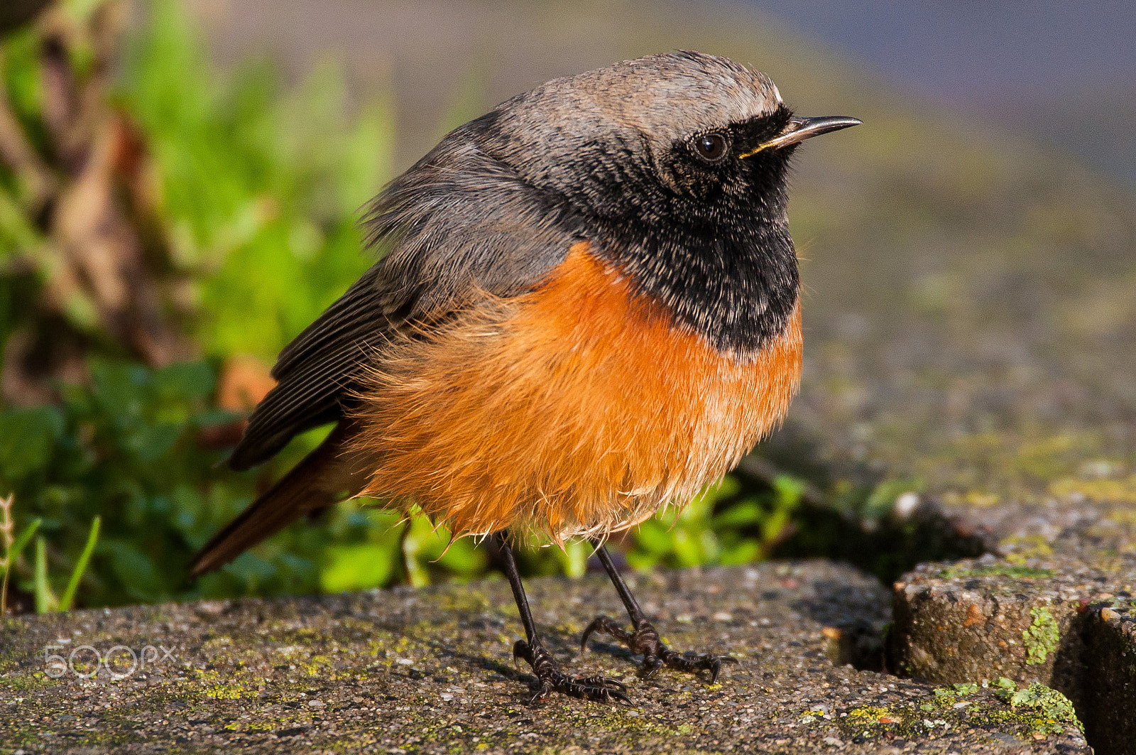 Sigma 150-600mm F5-6.3 DG OS HSM | C sample photo. Oriental black redstart/oosterse zwarte roodstaart photography