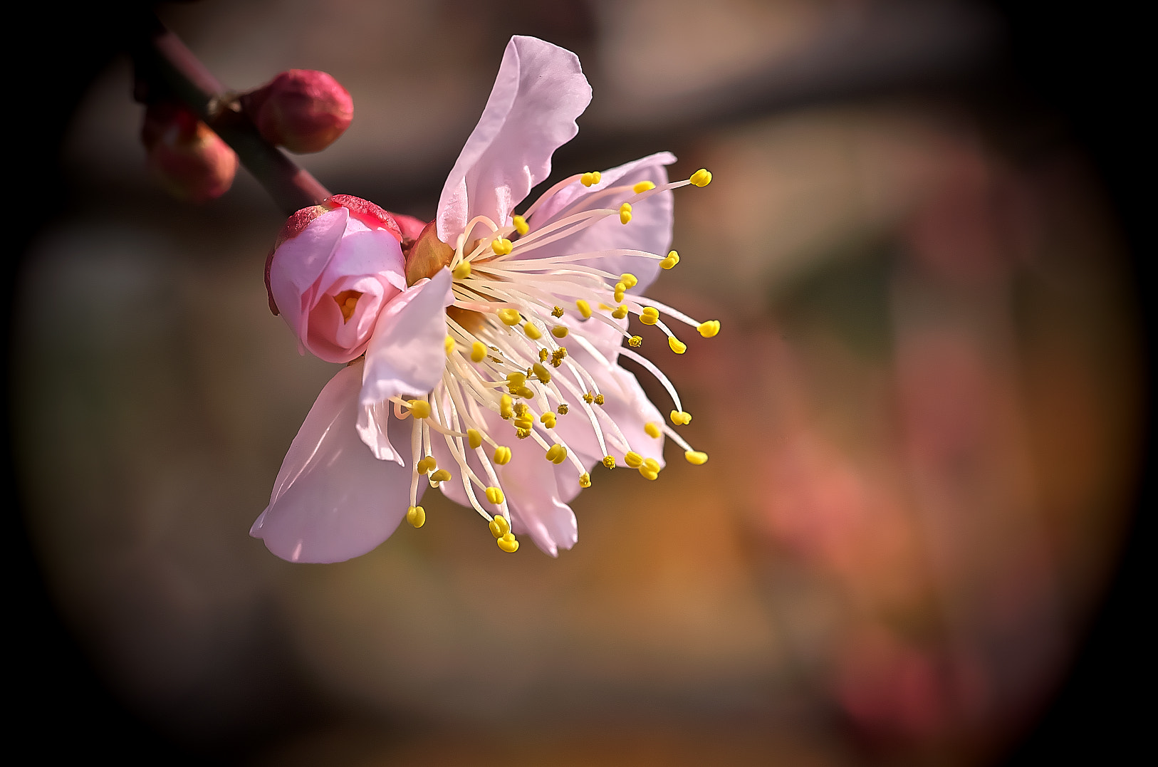 Pentax K-50 + Pentax smc D-FA 100mm F2.8 Macro WR sample photo. Plum photography